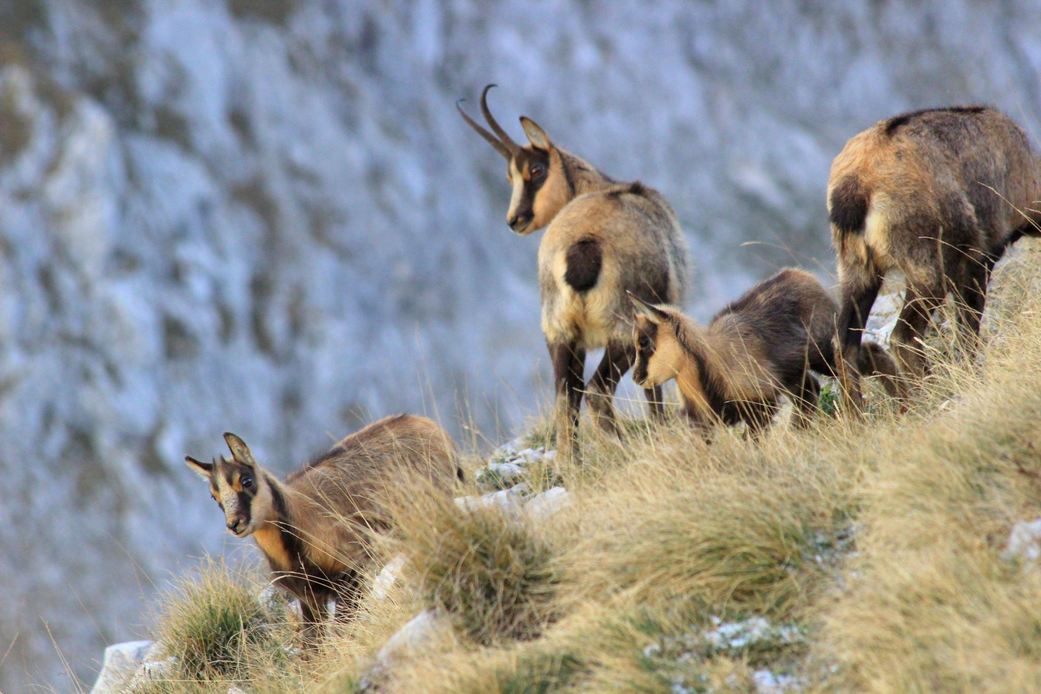 Gamuza De Los Abruzzos