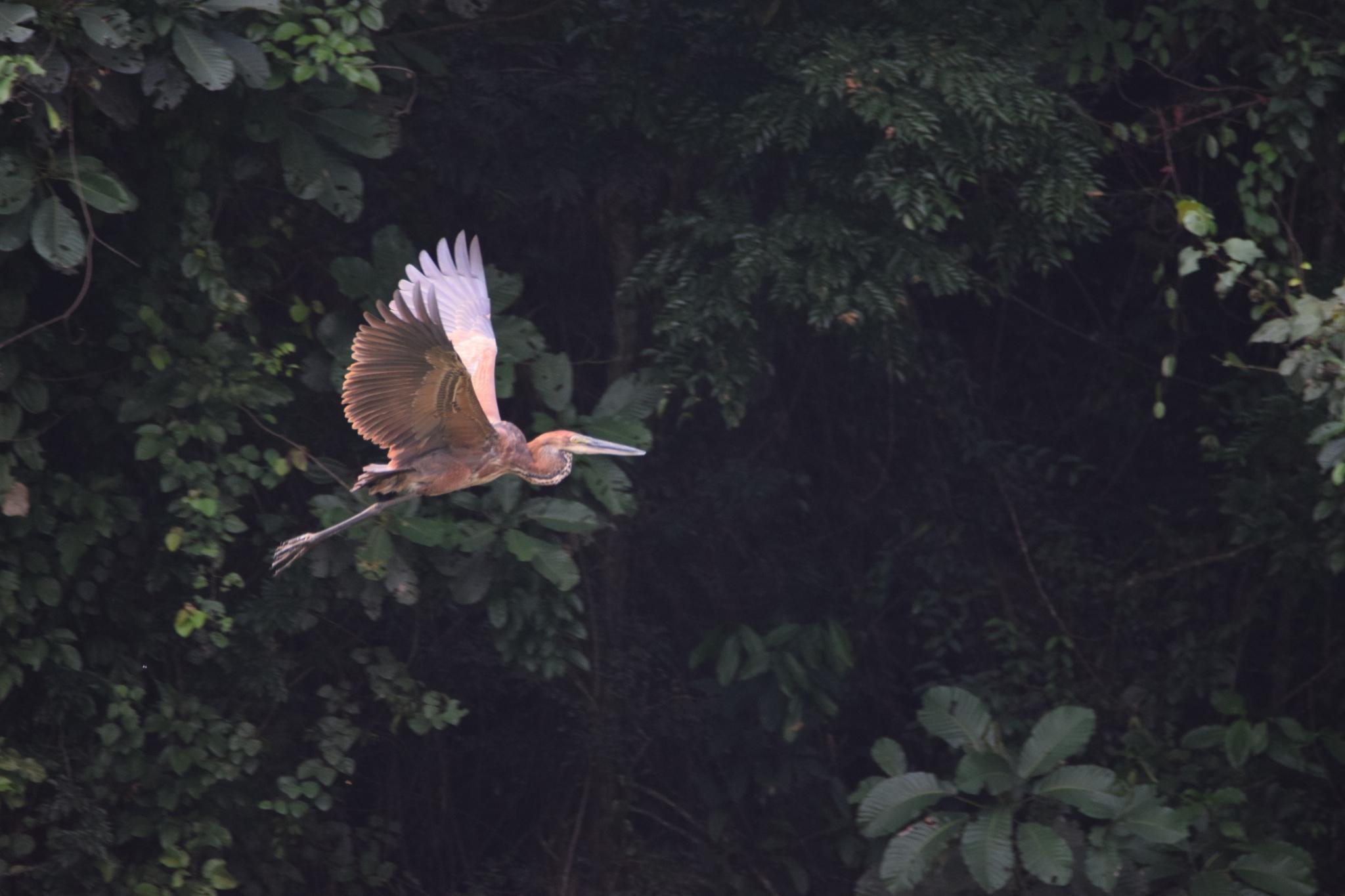 Goliath Heron