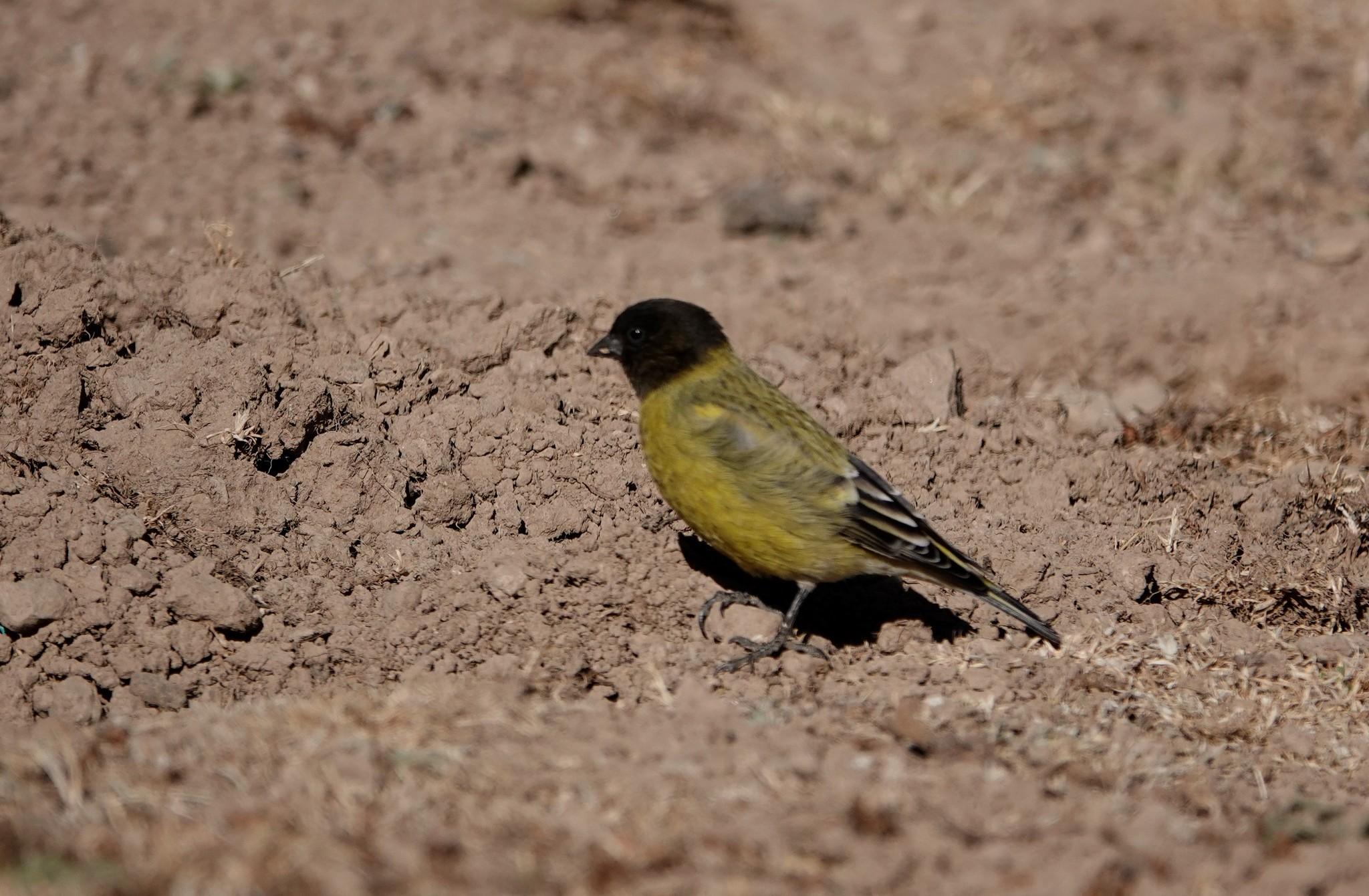 Ethiopian Siskin