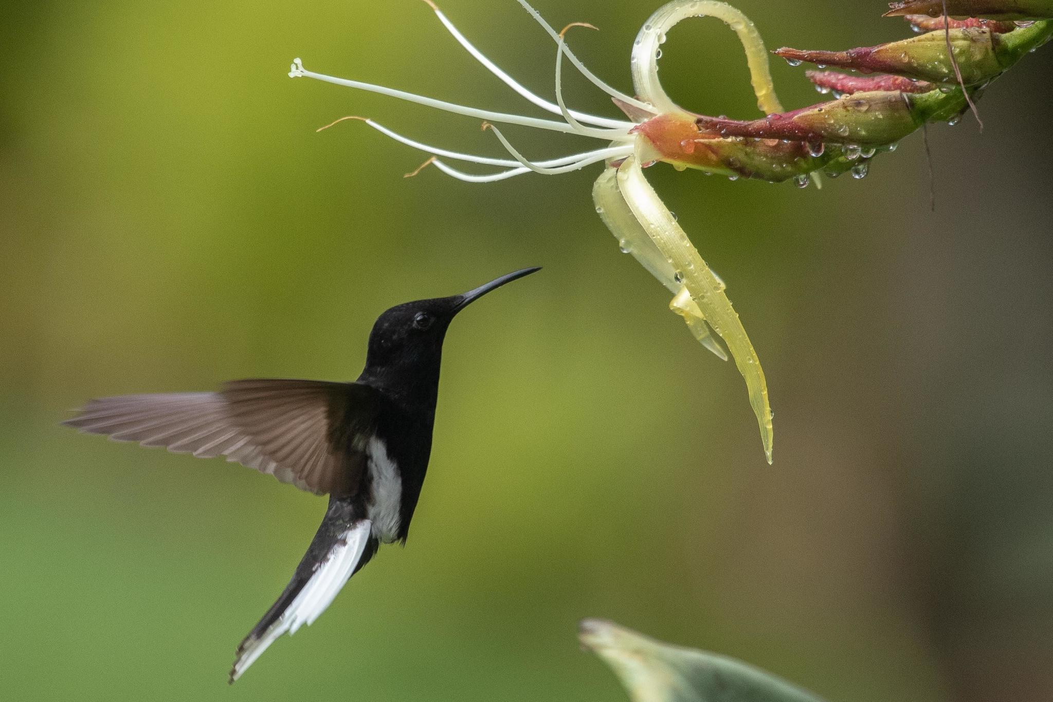 Black Jacobin