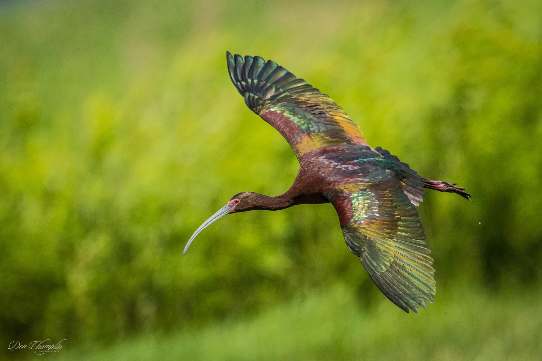 Ibis Ojos Rojos