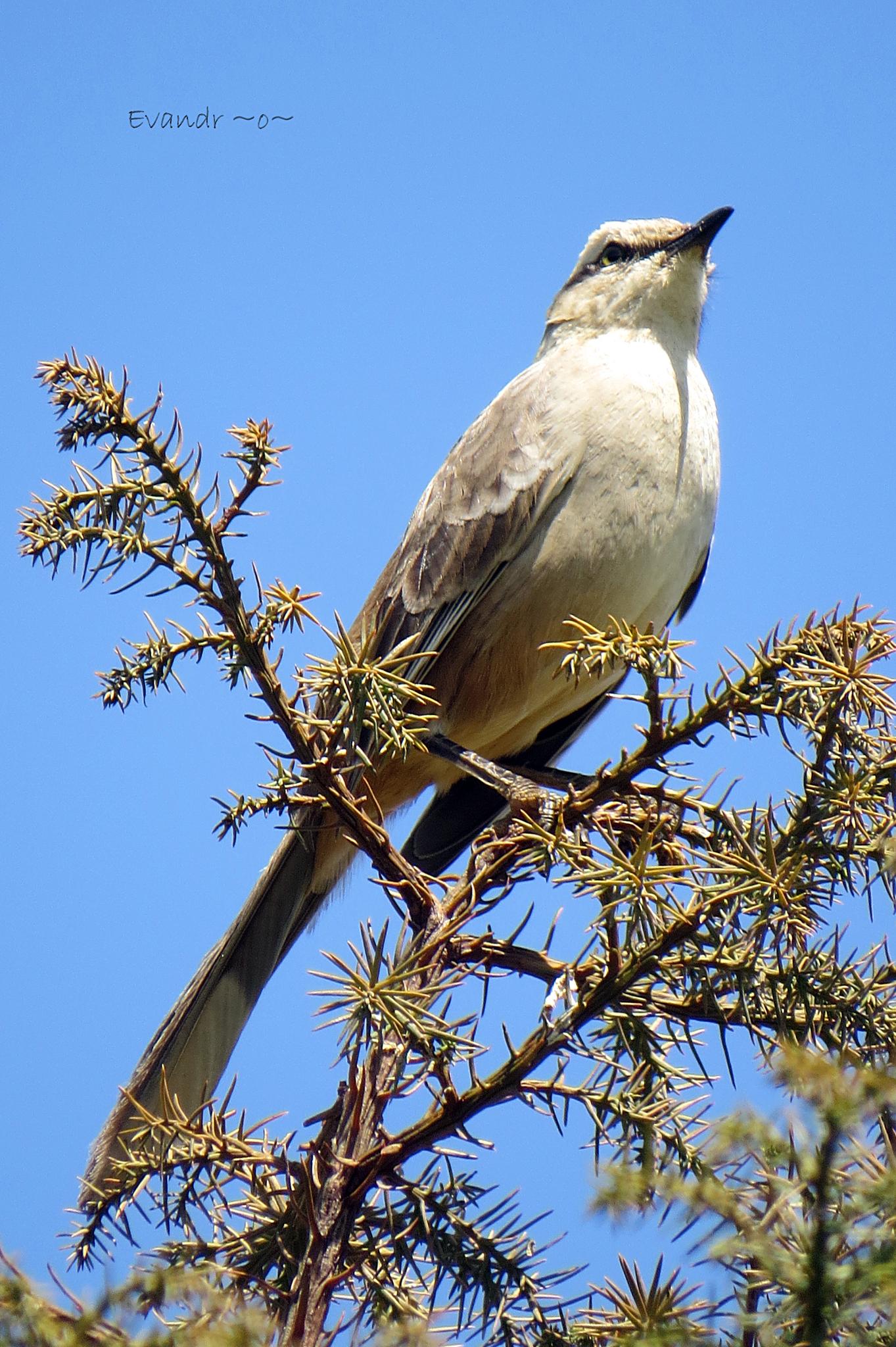 Chalk-browed Mockingbird