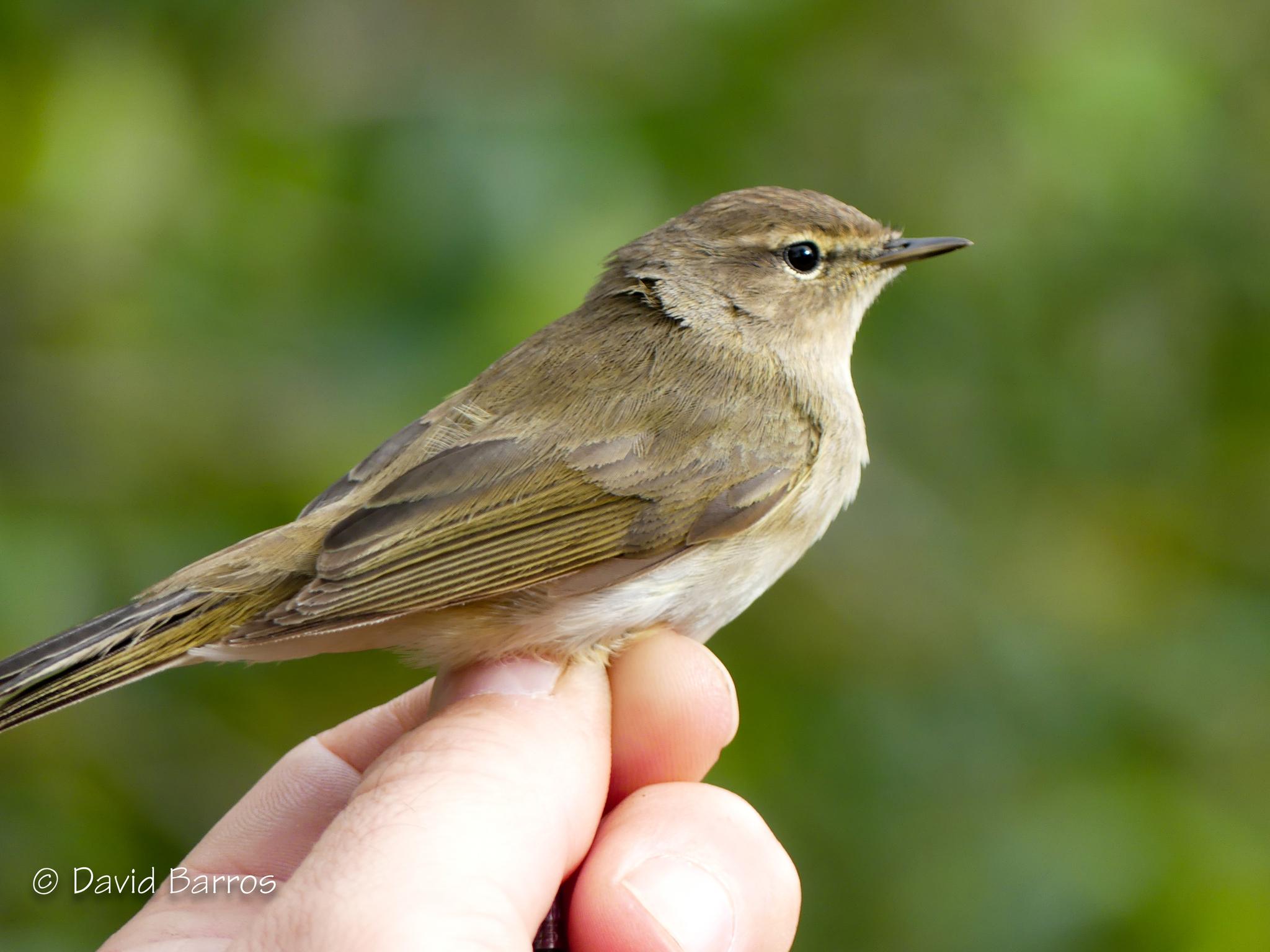 Mosquitero ibérico