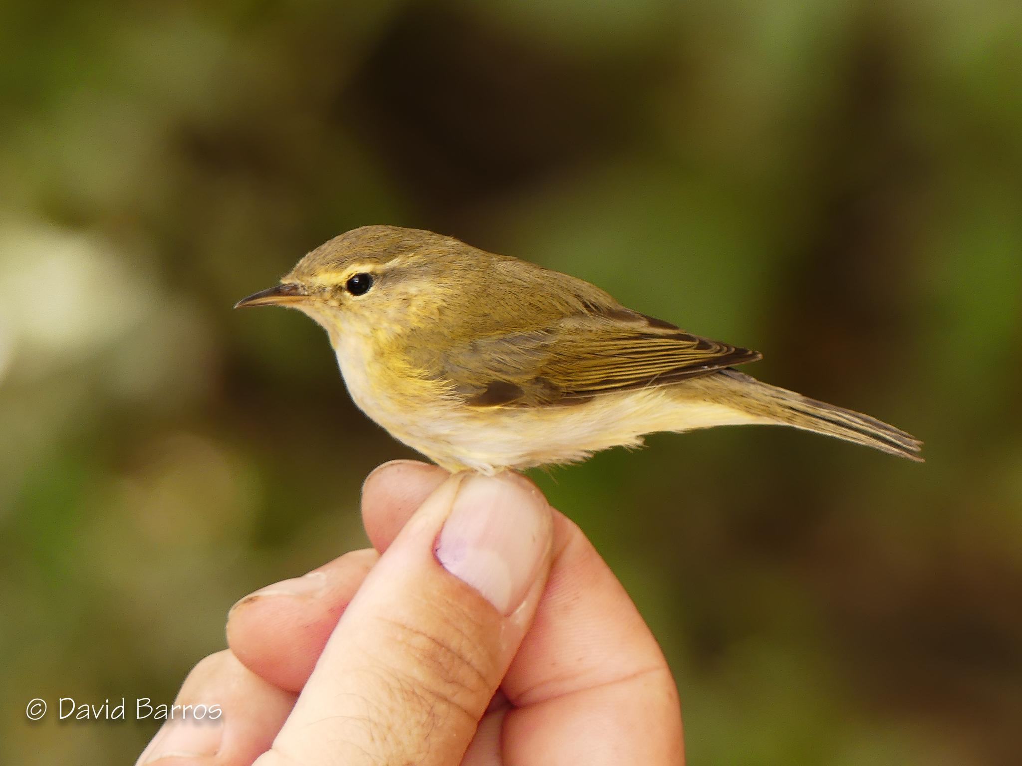 Mosquitero ibérico