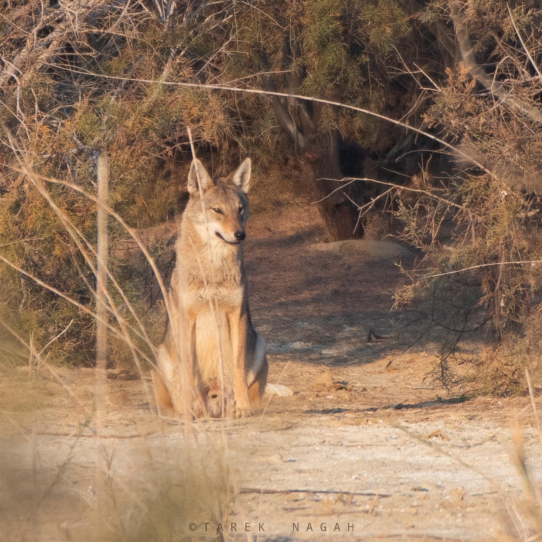 Chacal gris