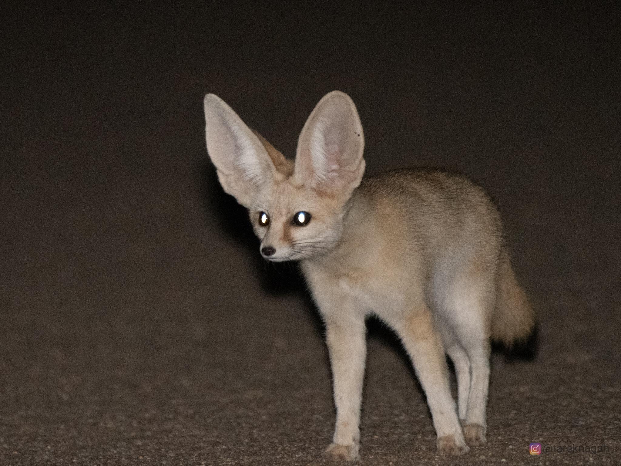 Fennec Fox