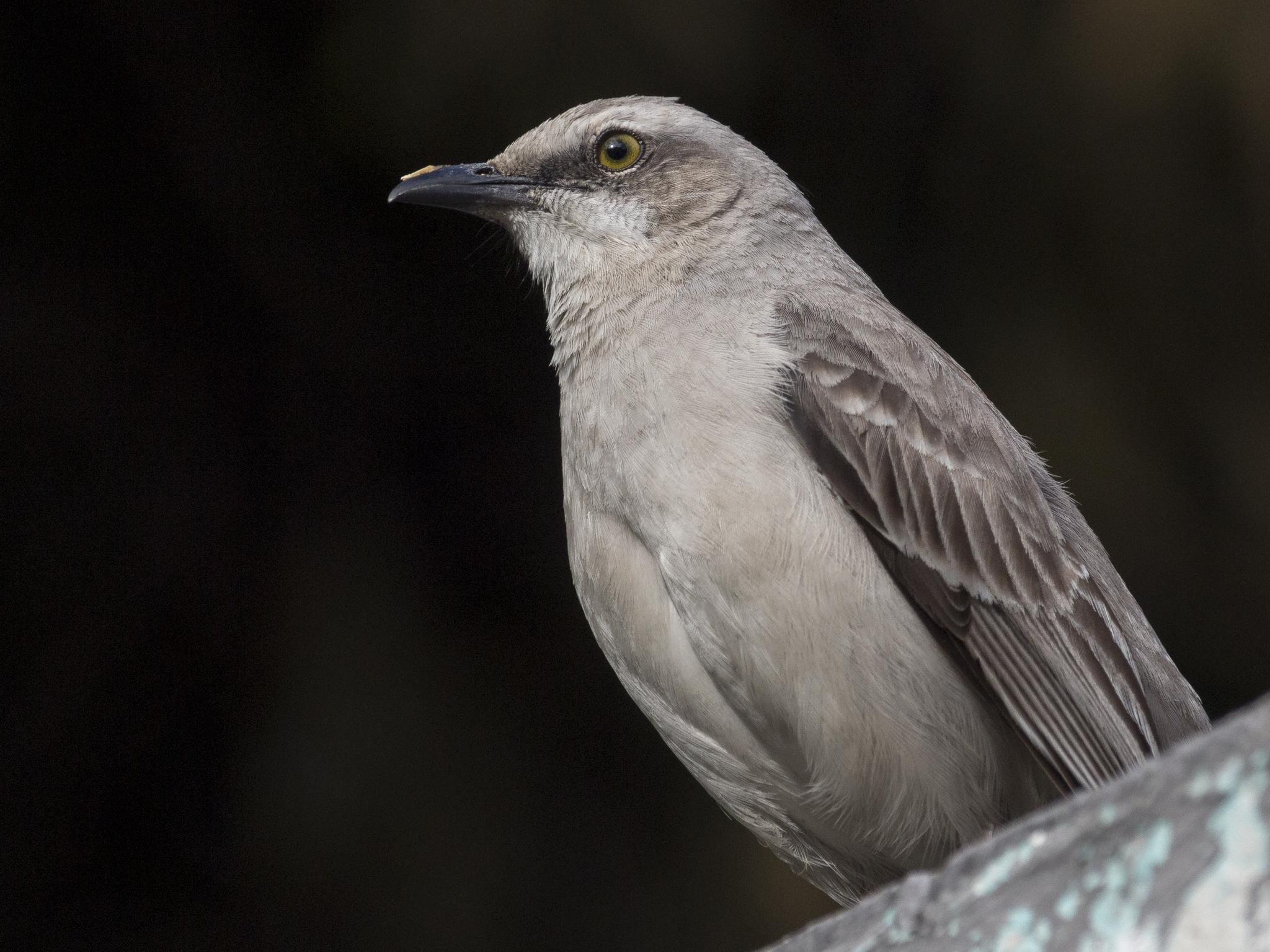 Tropical Mockingbird
