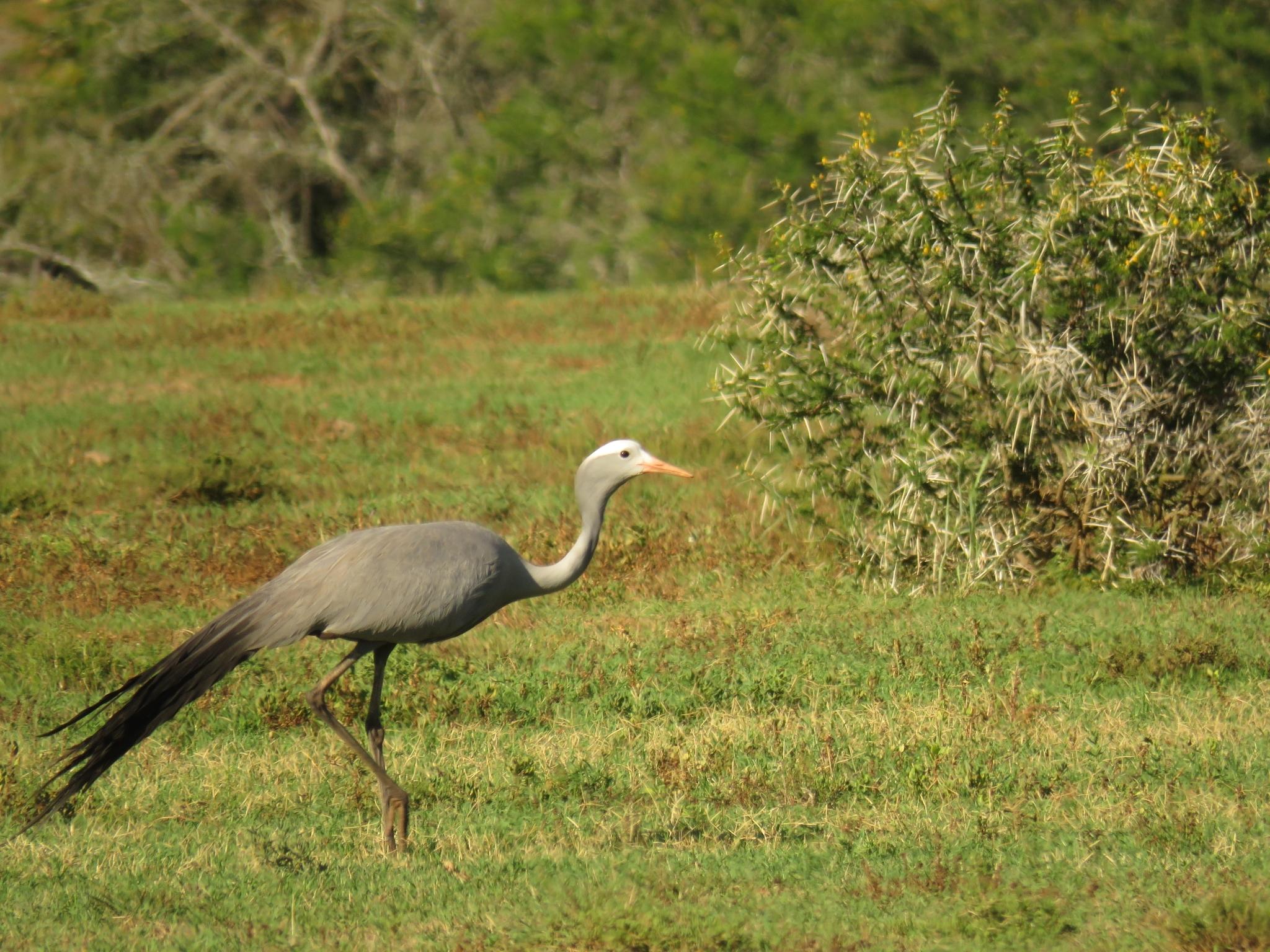 Grulla azul