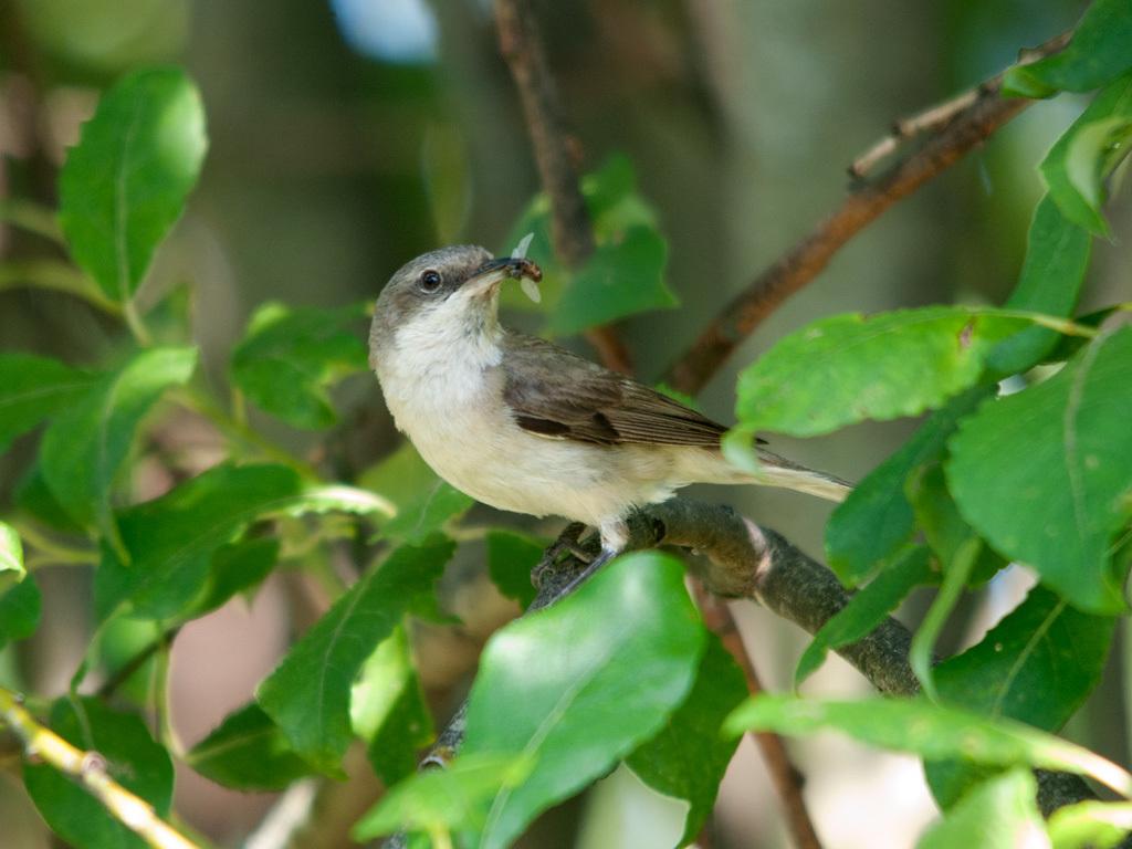 Curruca Zarcerilla