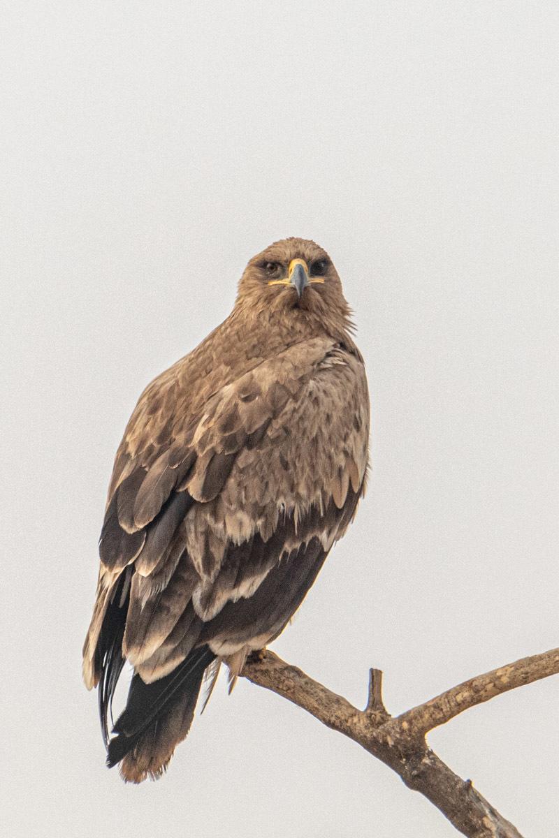 Águila rapaz
