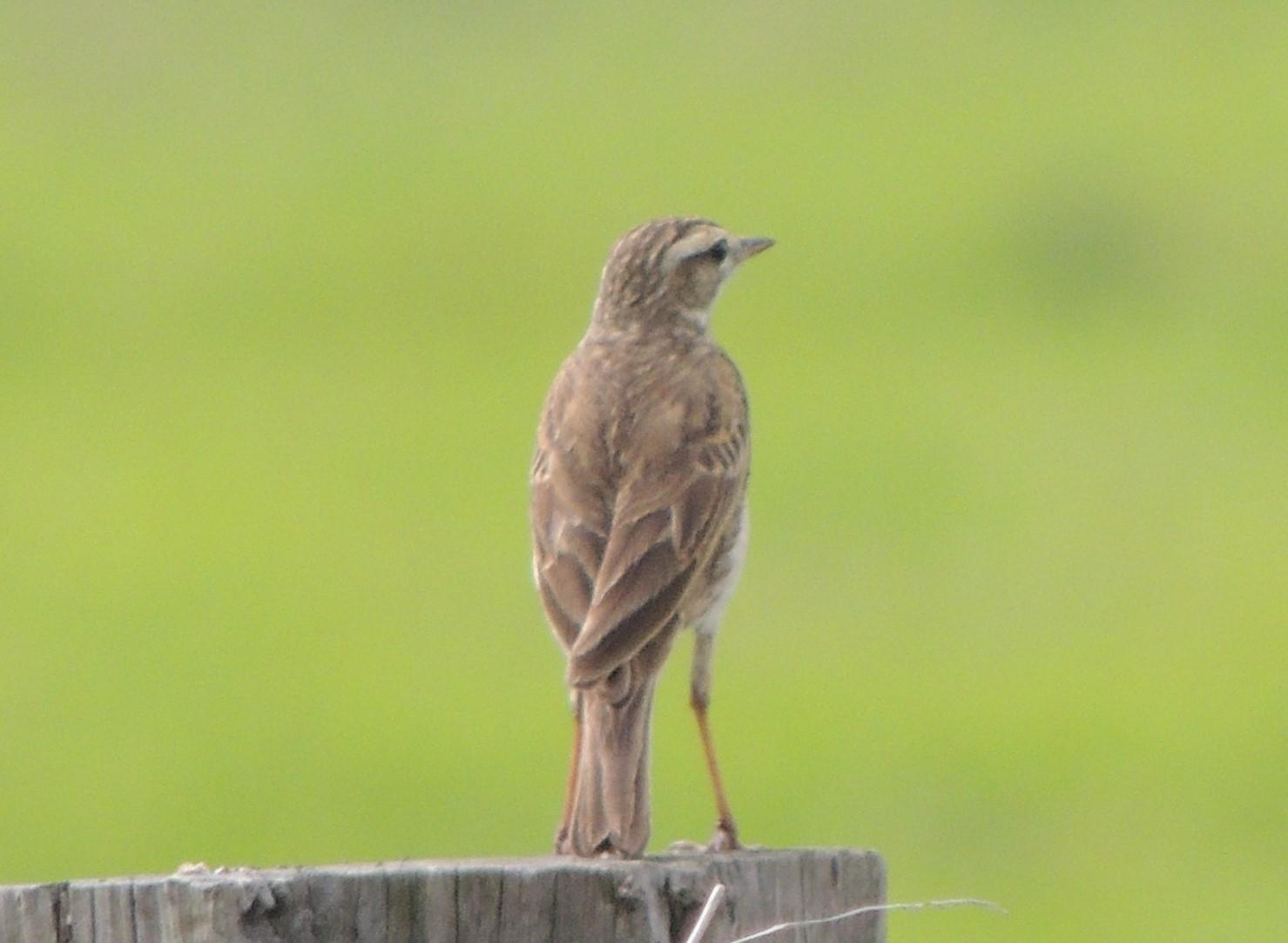 Anthus australis