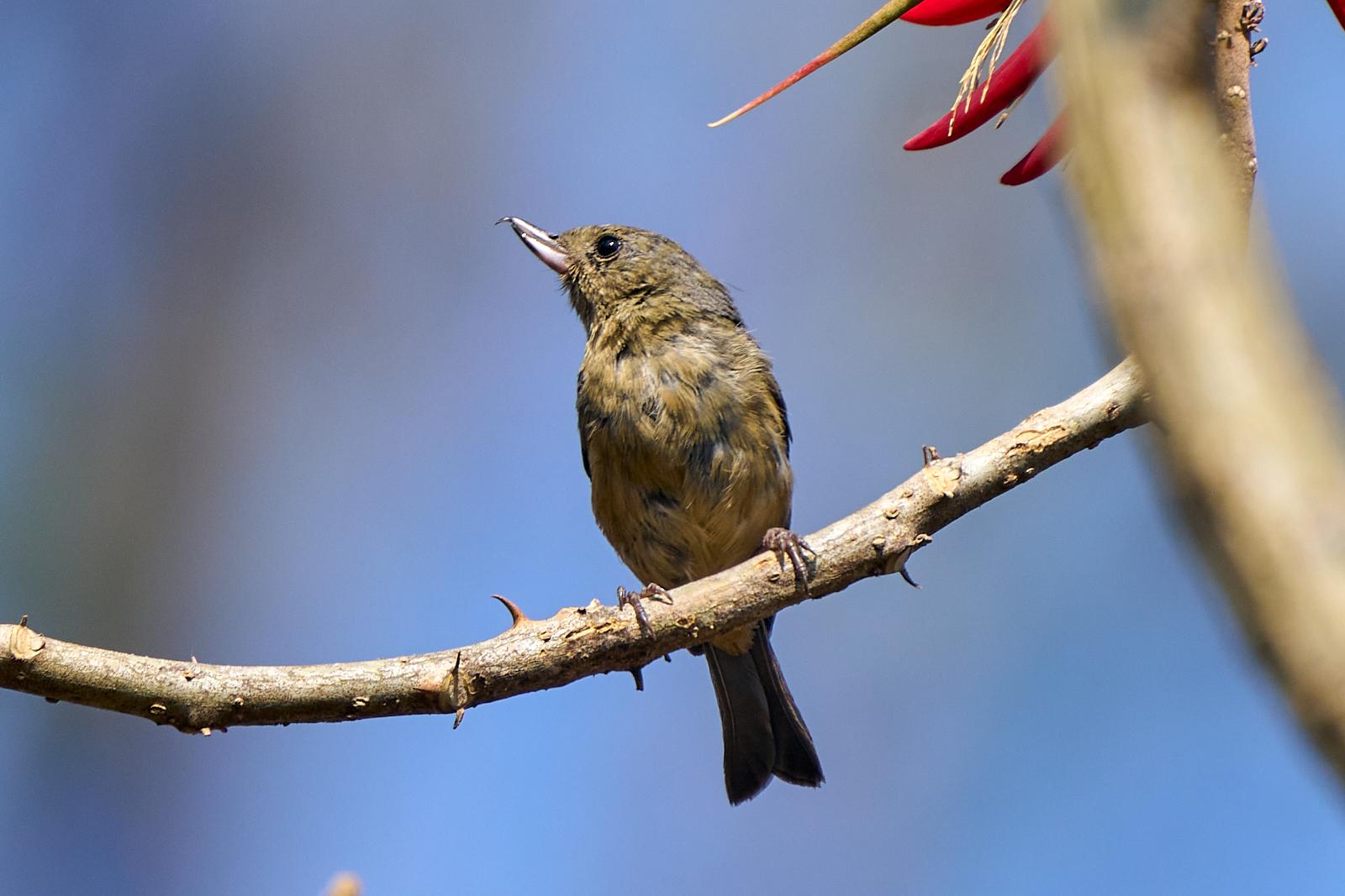 Cinnamon-bellied Flowerpiercer
