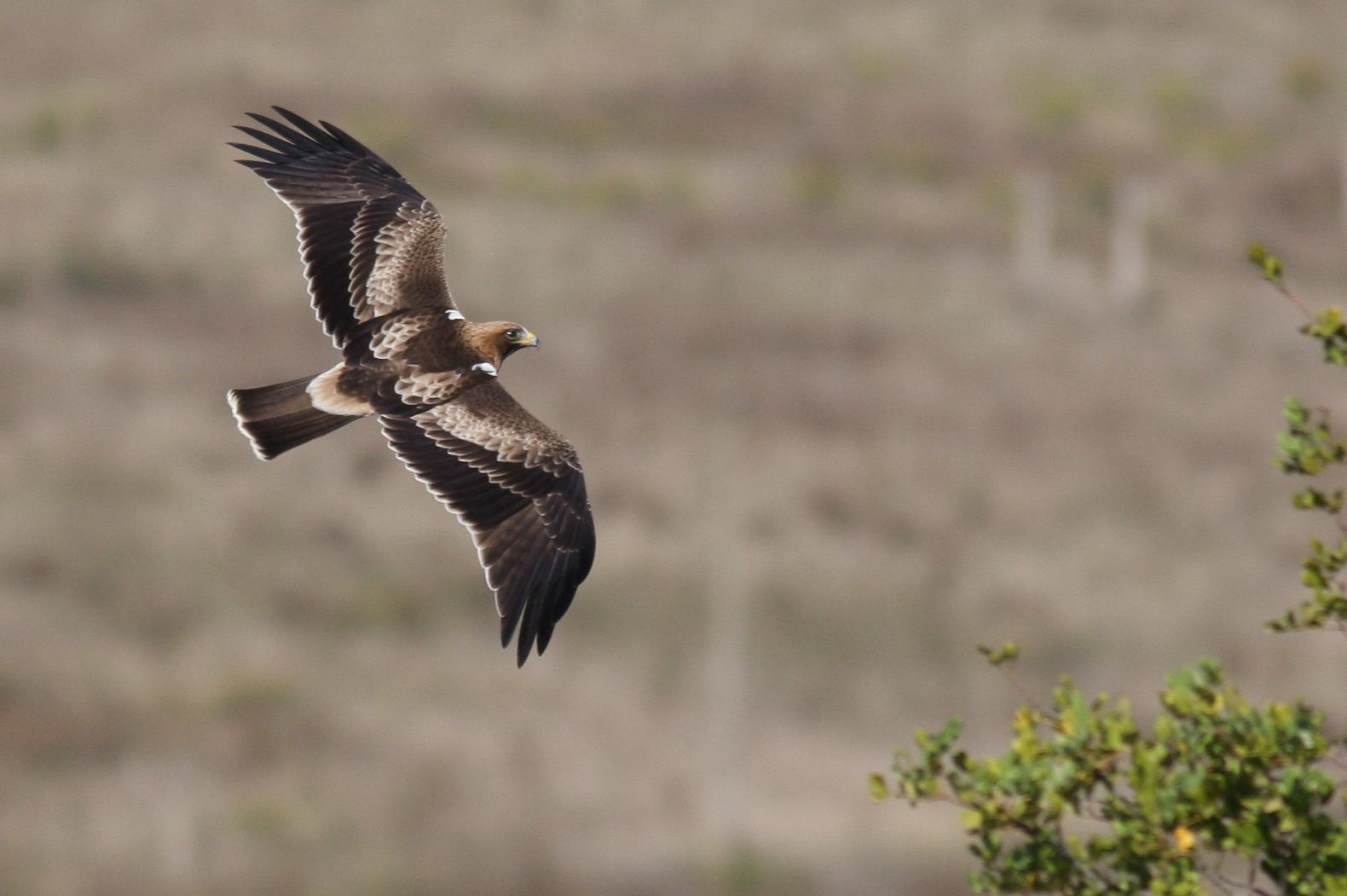 Águila Calzada