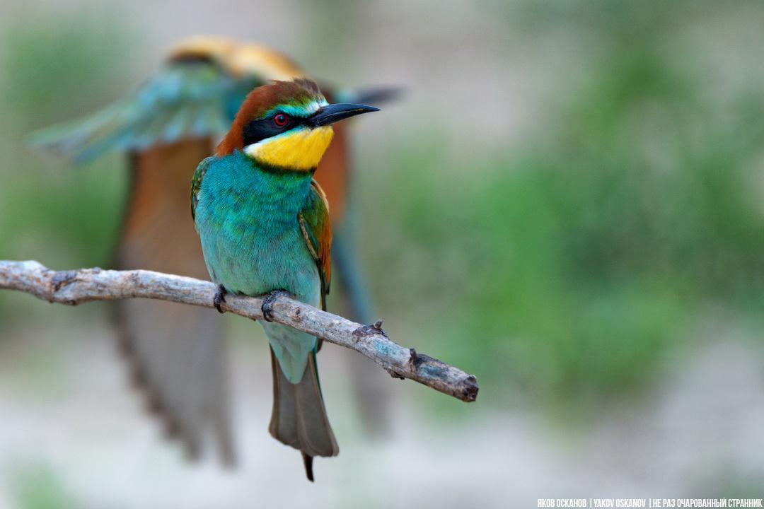 Abejaruco Europeo