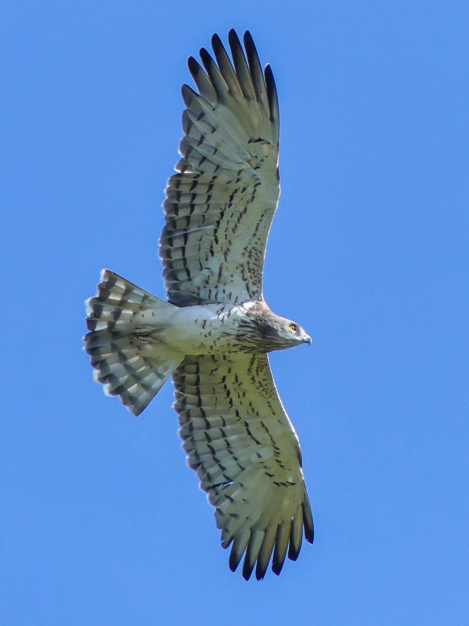 Culebrera europea