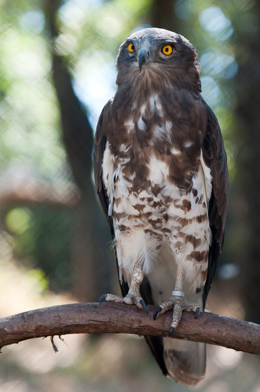 Culebrera europea