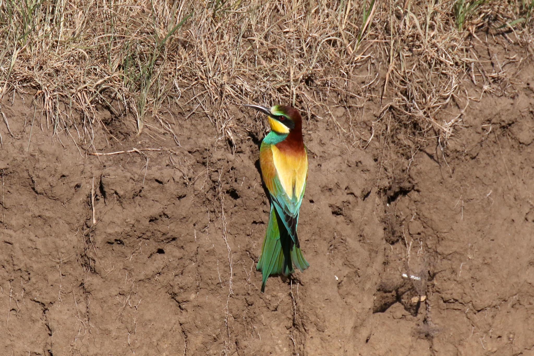Abejaruco Europeo