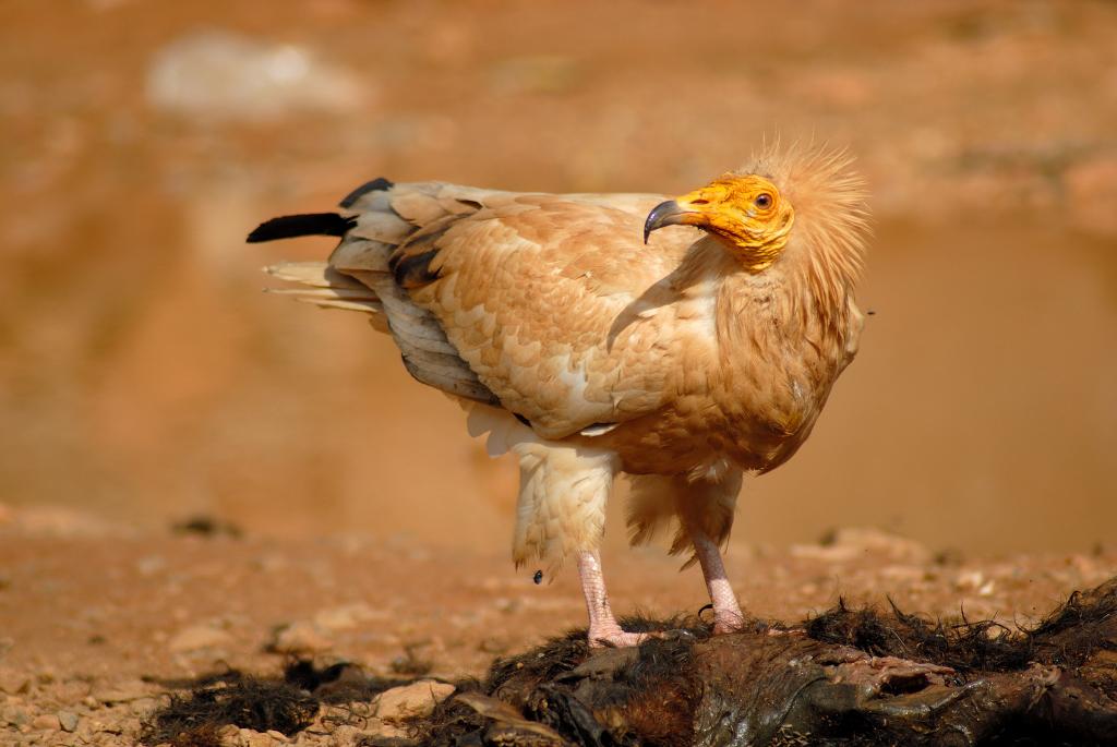 Alimoche común