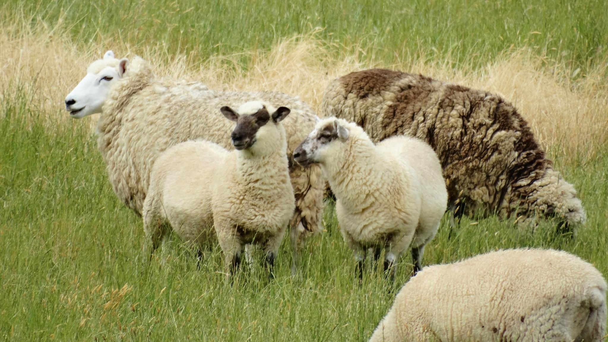 Cabras y Ovejas