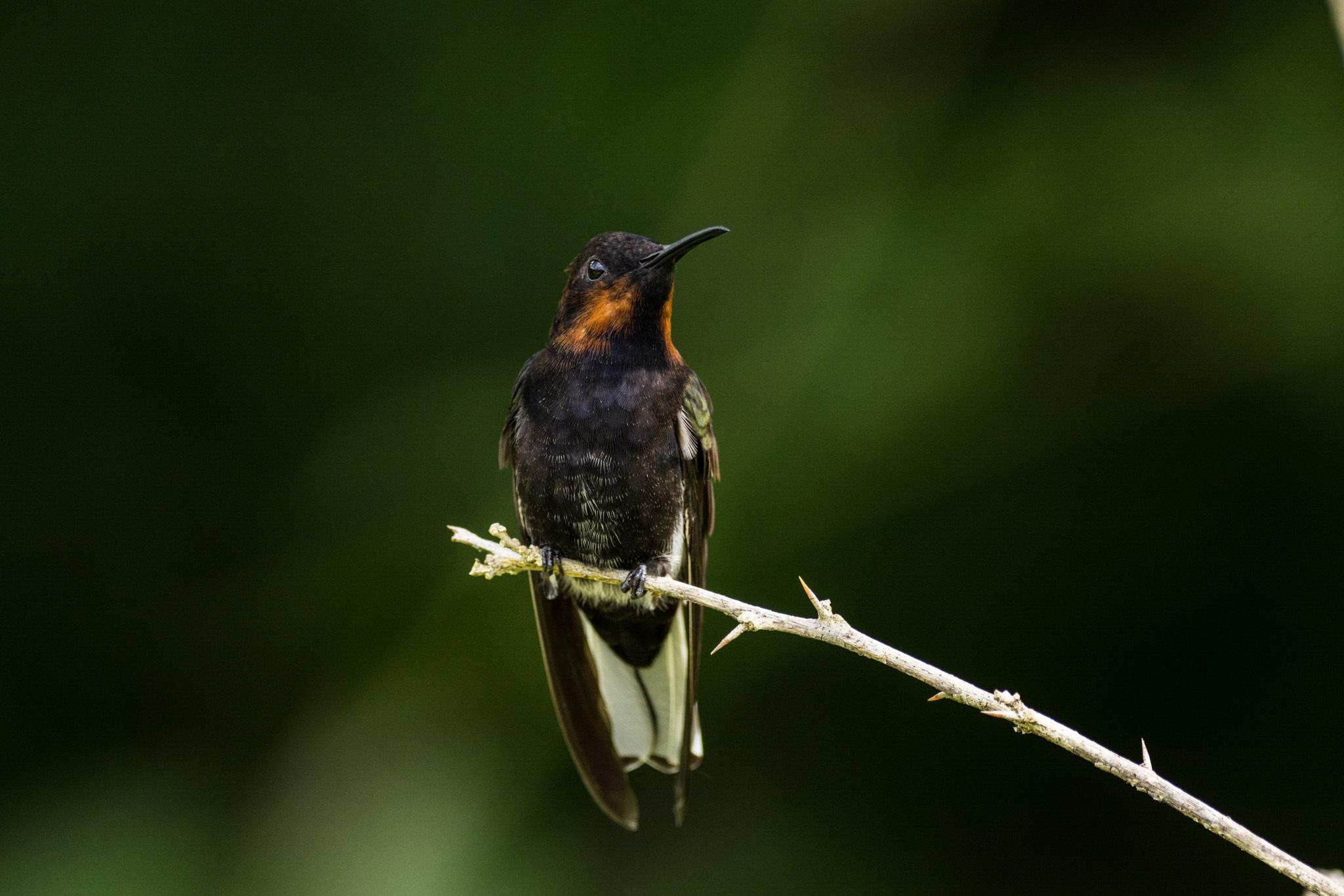 Black Jacobin