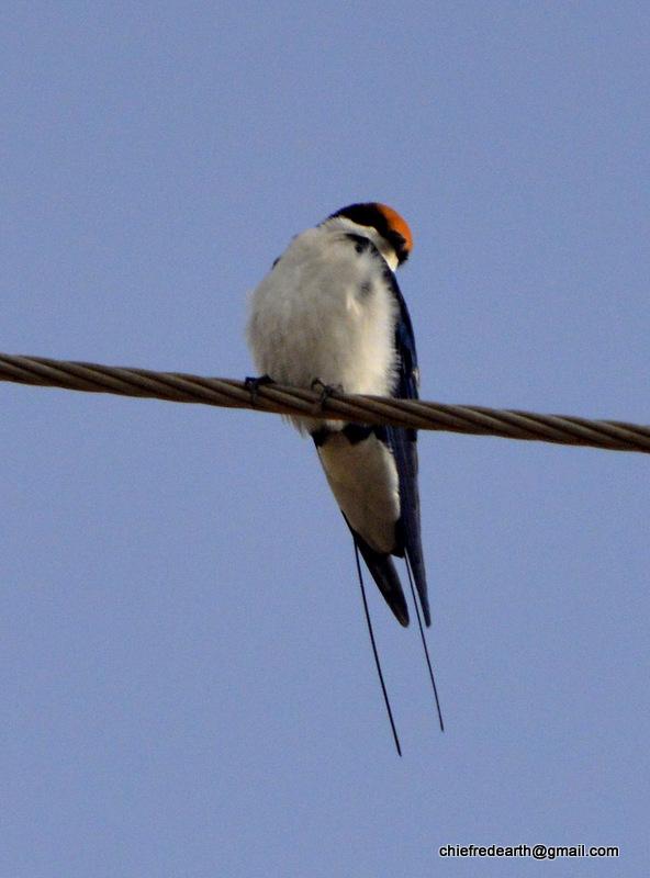 Golondrina colilarga