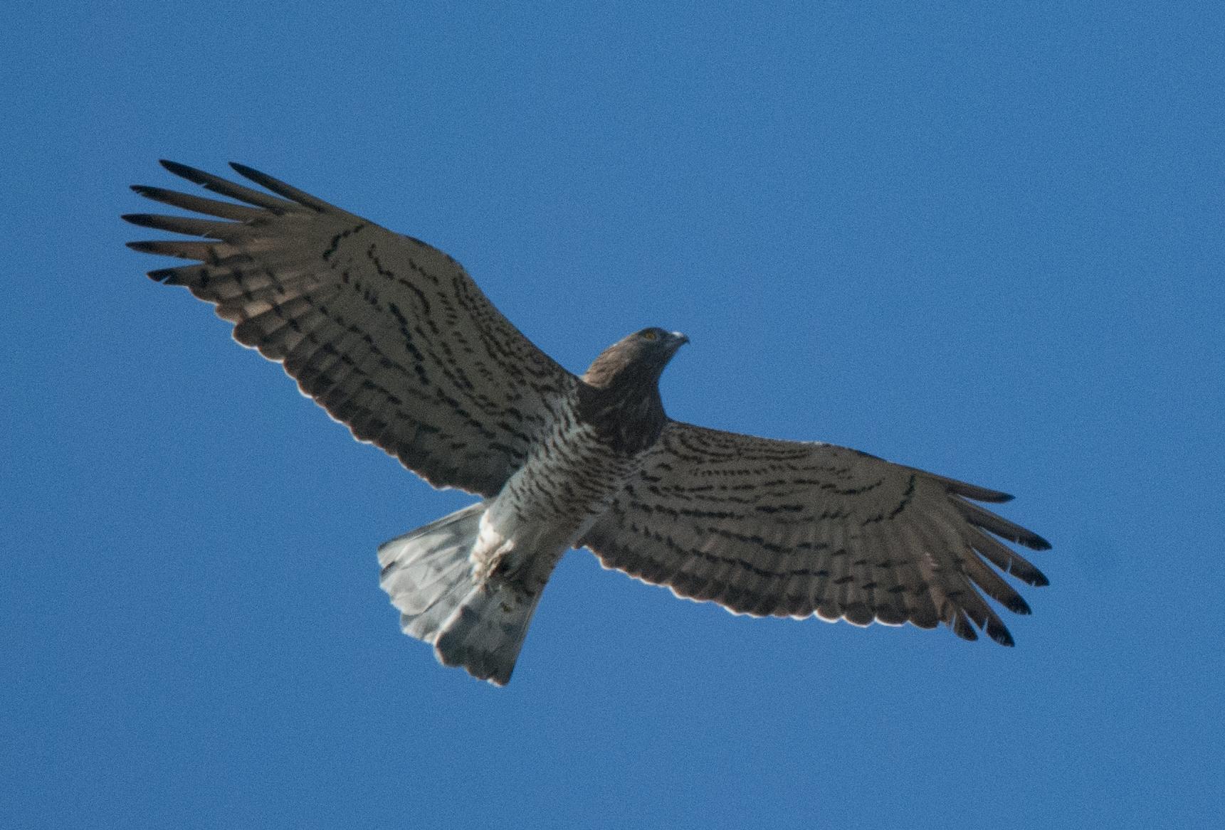 Culebrera europea