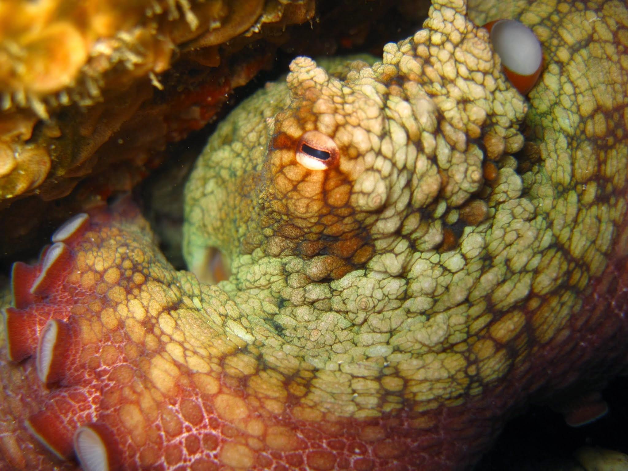 Pulpo verde