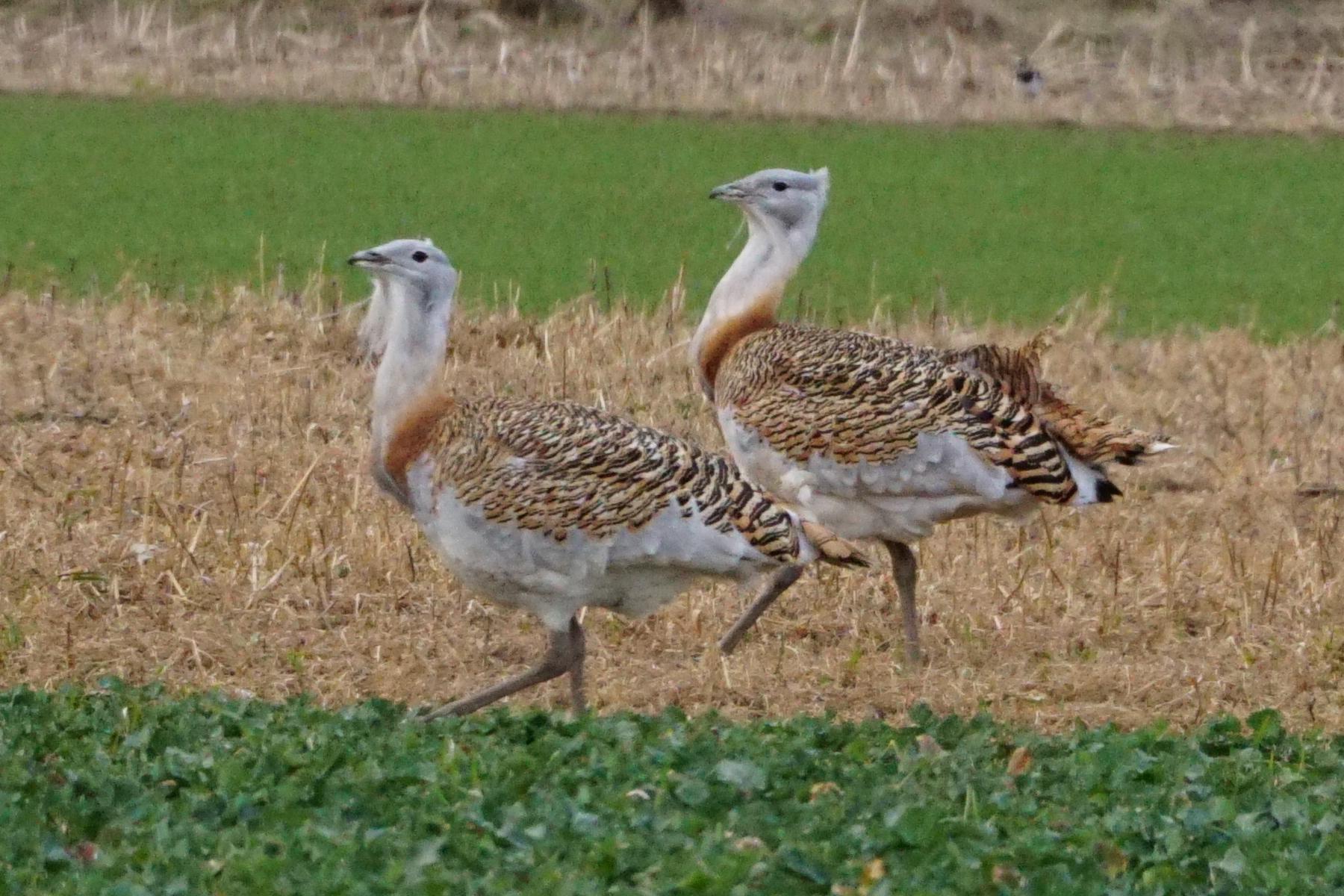 Avutarda europea