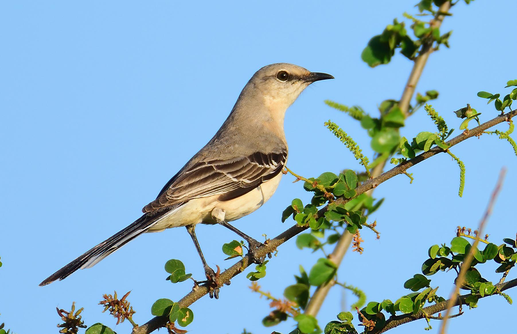 Tropical Mockingbird