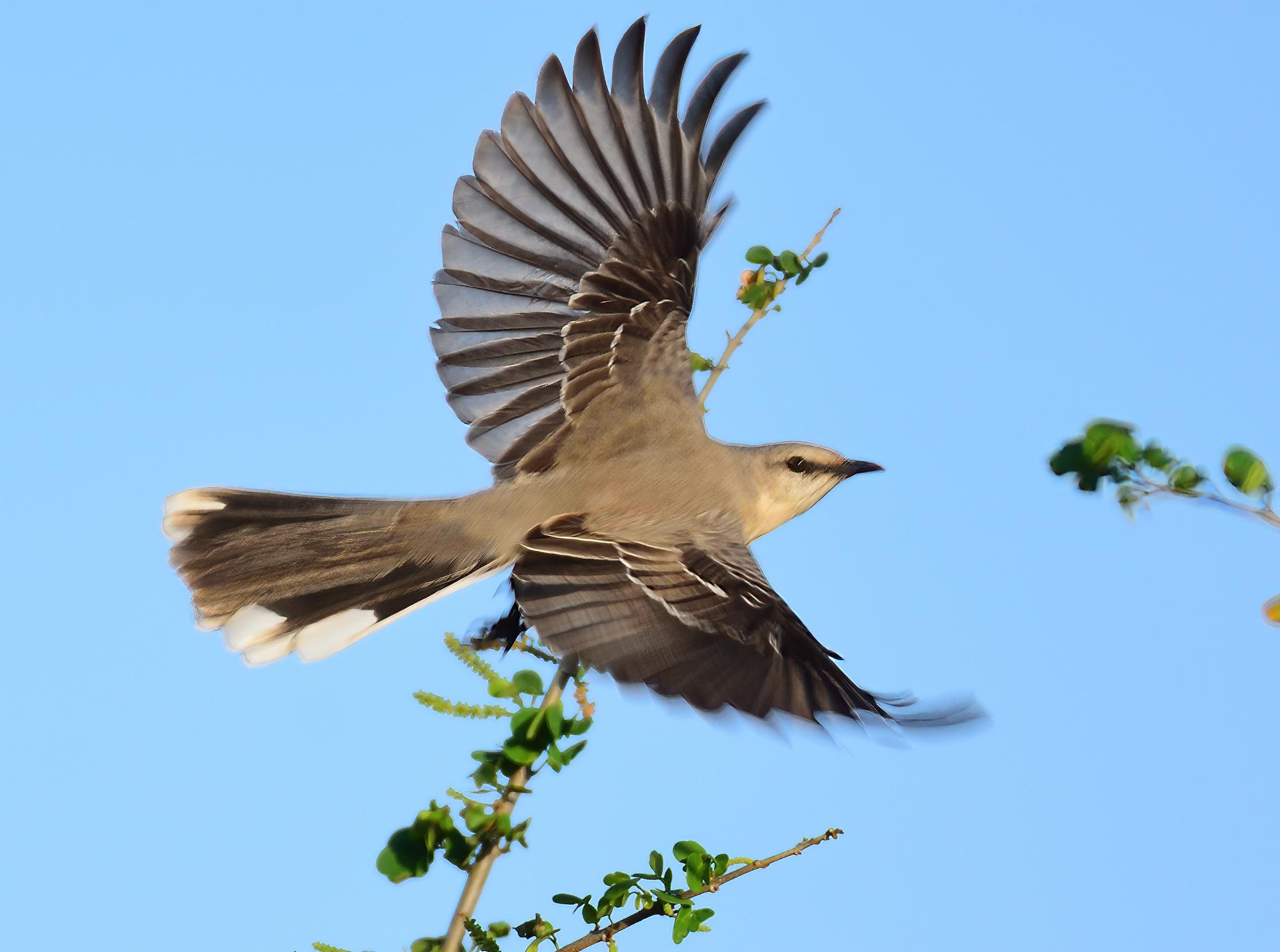 Tropical Mockingbird