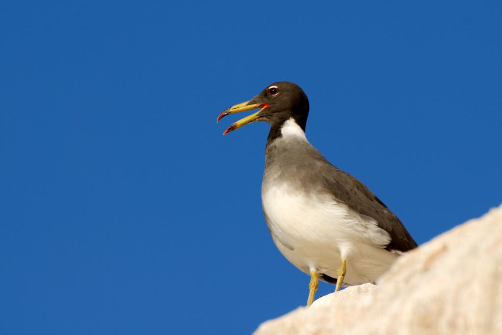 Gaviota Cejiblanca
