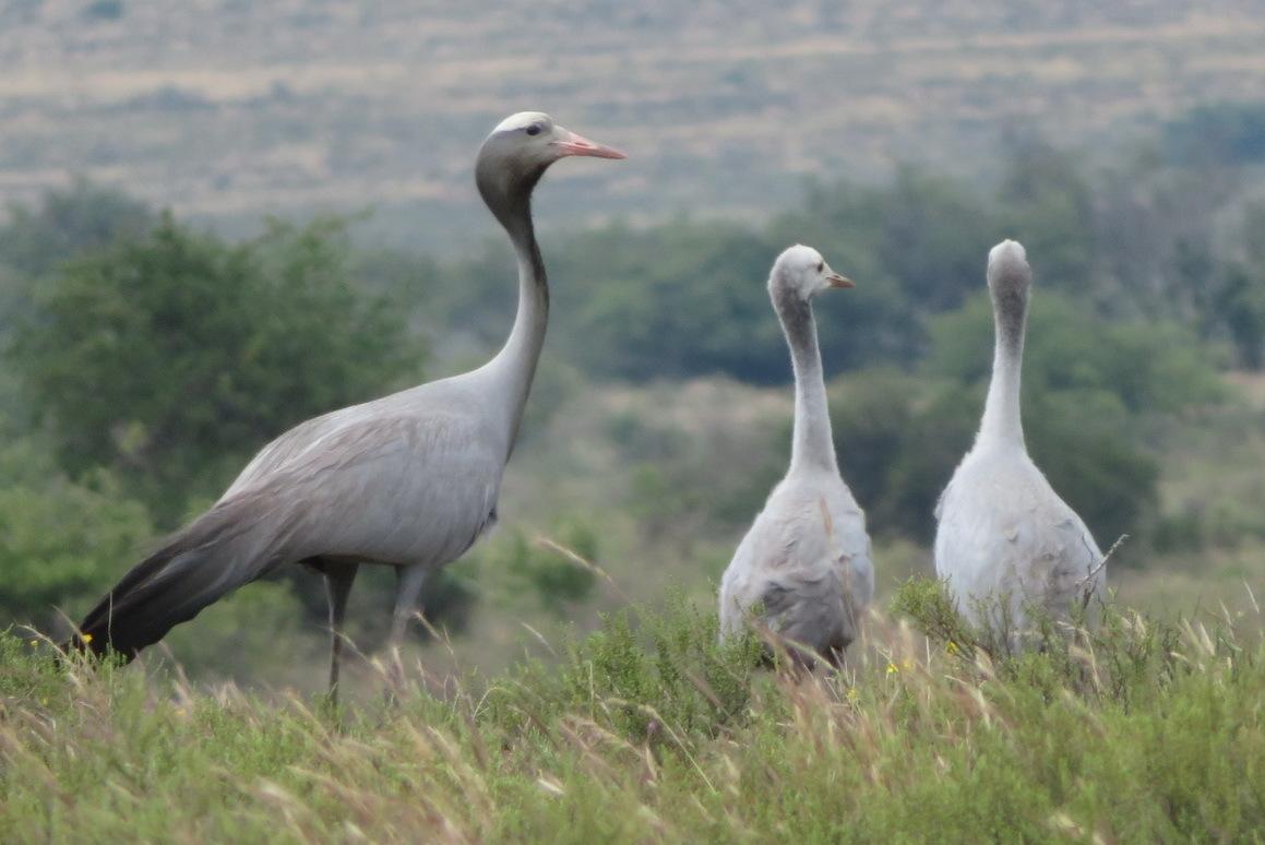 Grulla azul