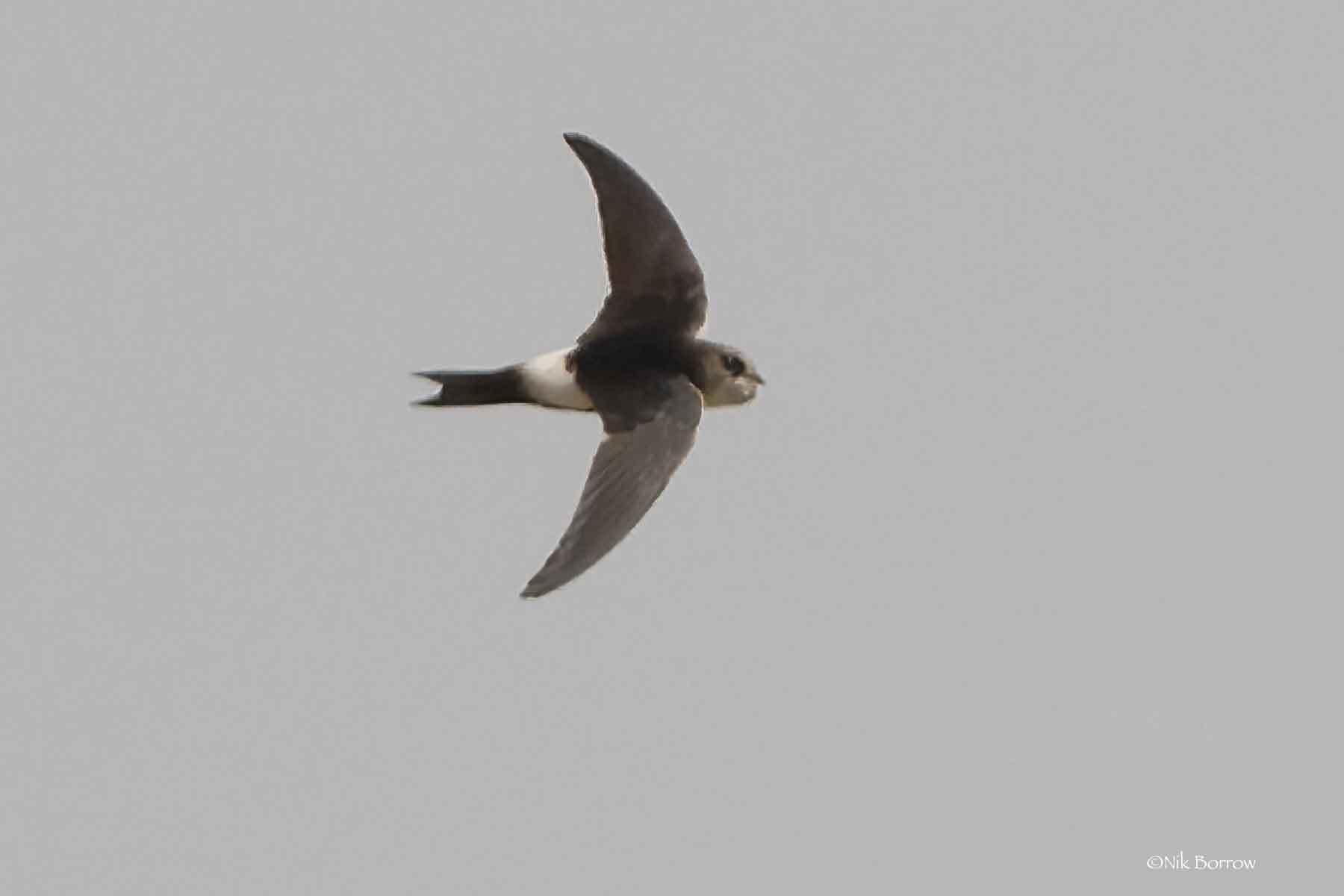 Vencejo Horus