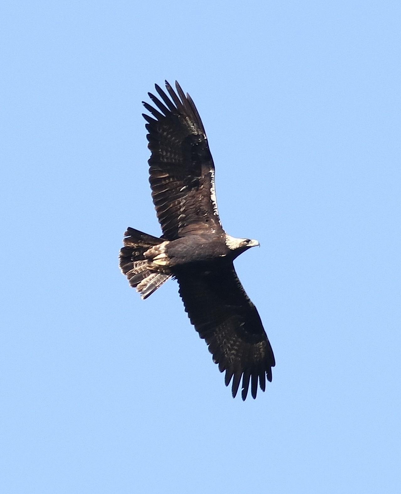 Aguila imperial Ibérica