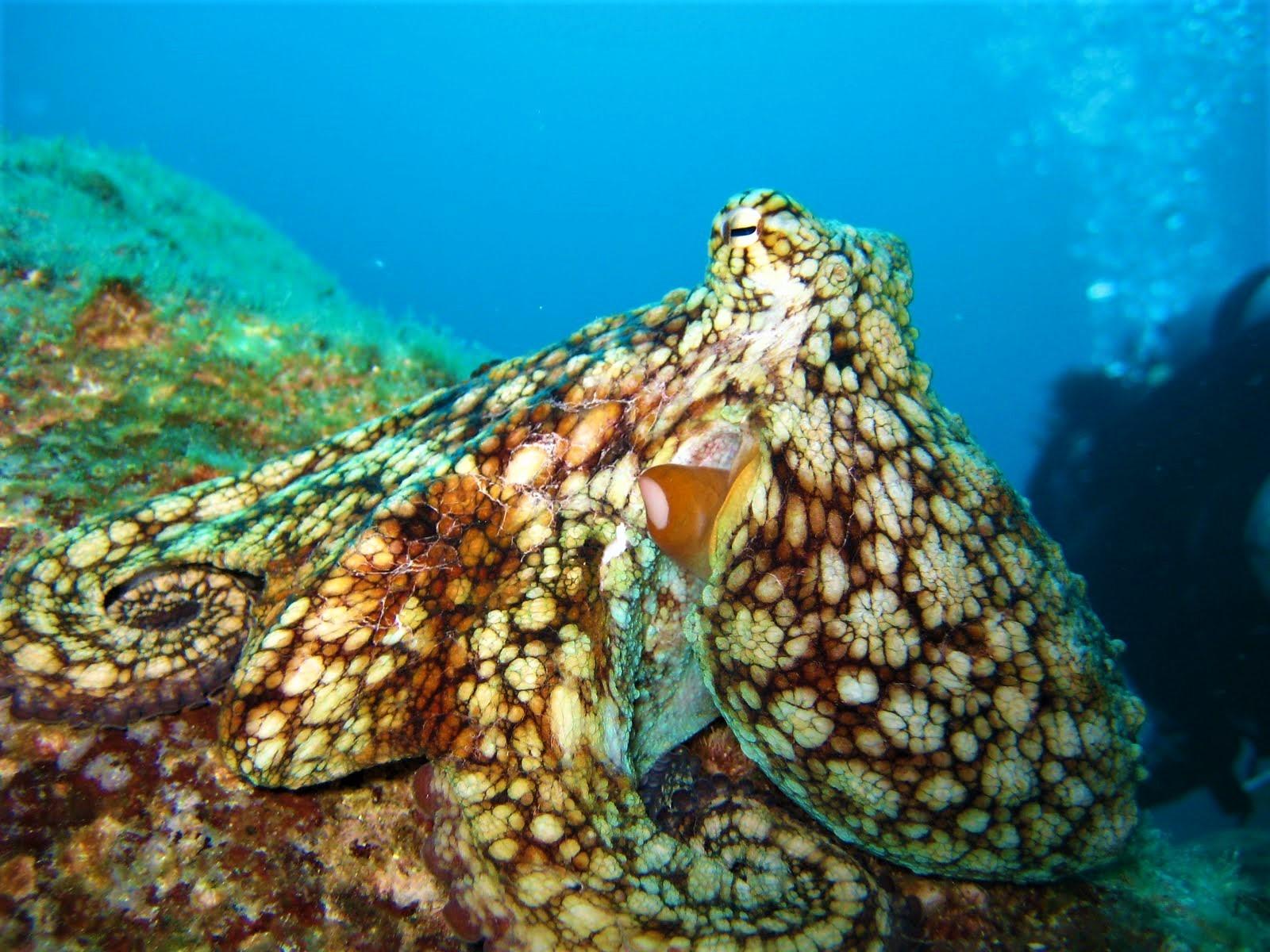 Pulpo verde