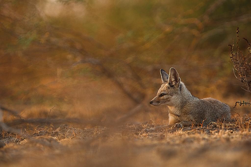 Indian Fox