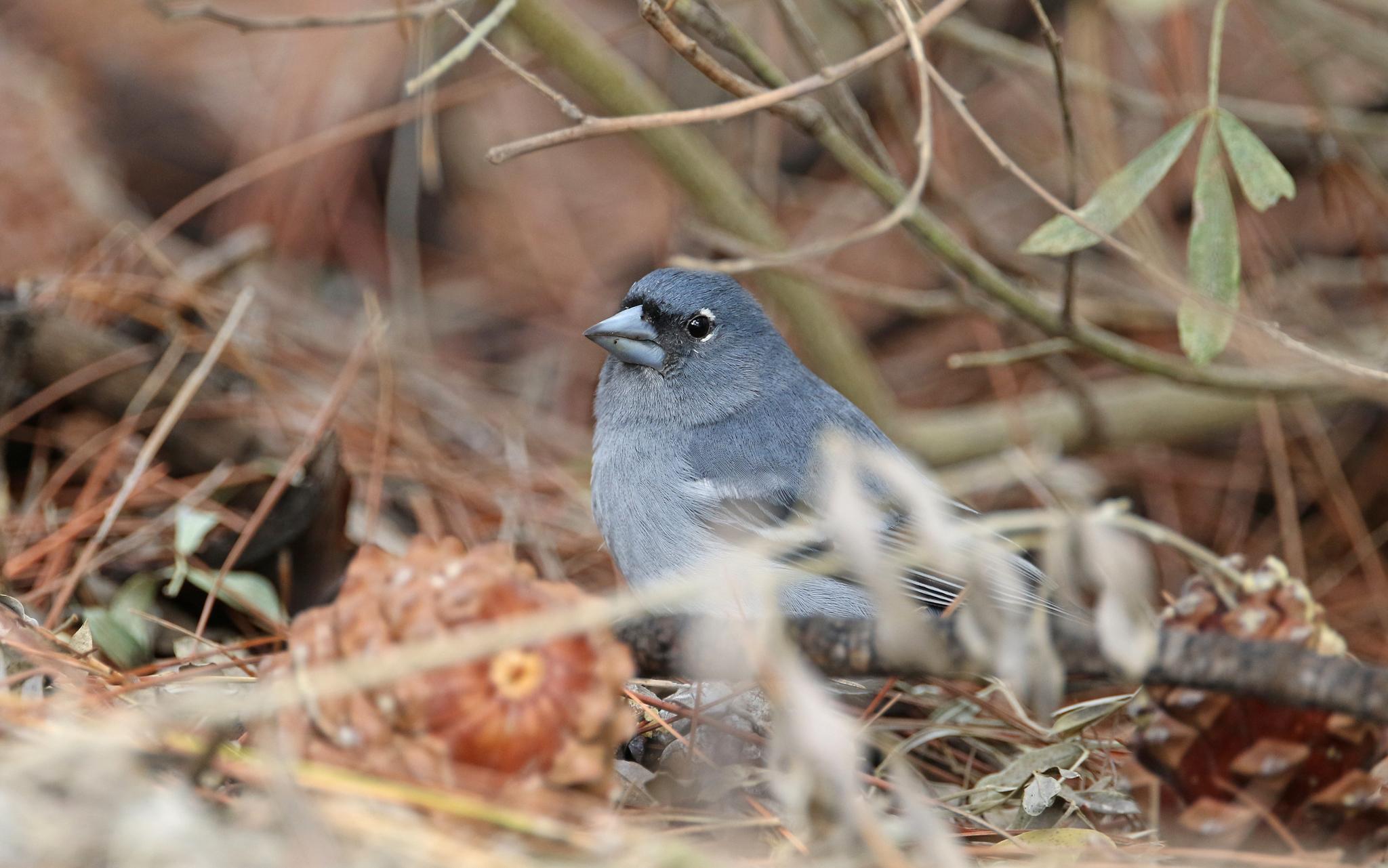 Pinzón Azul de Gran Canaria