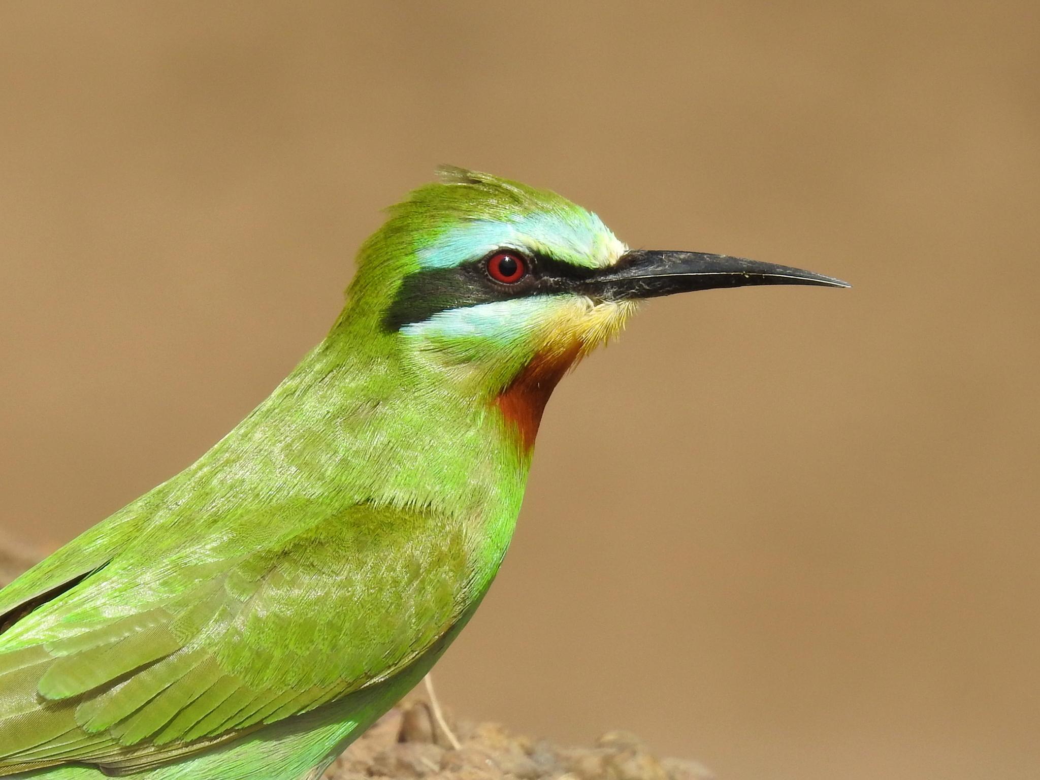 Abejaruco Persa