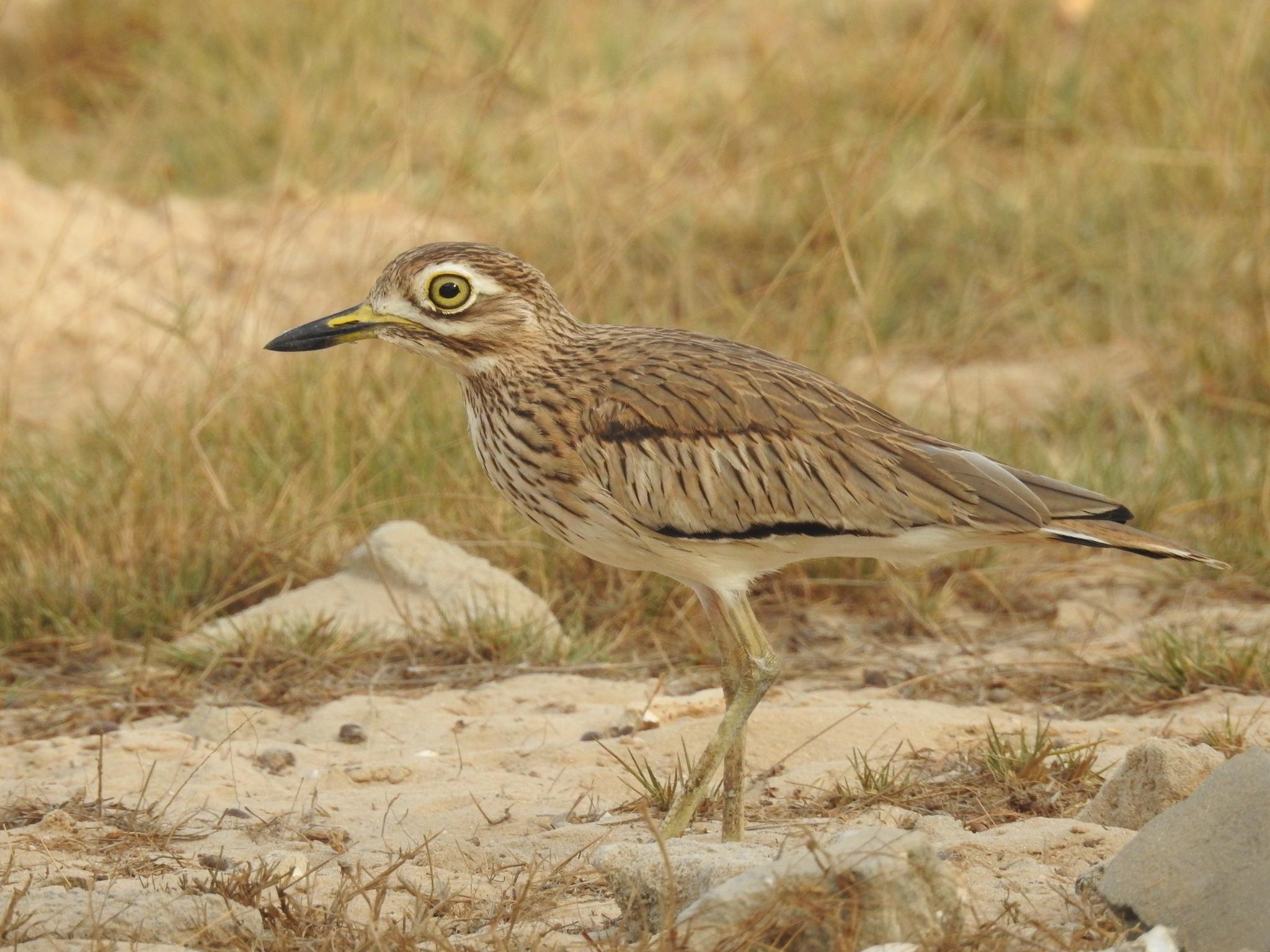 Alcaraván Senegalés