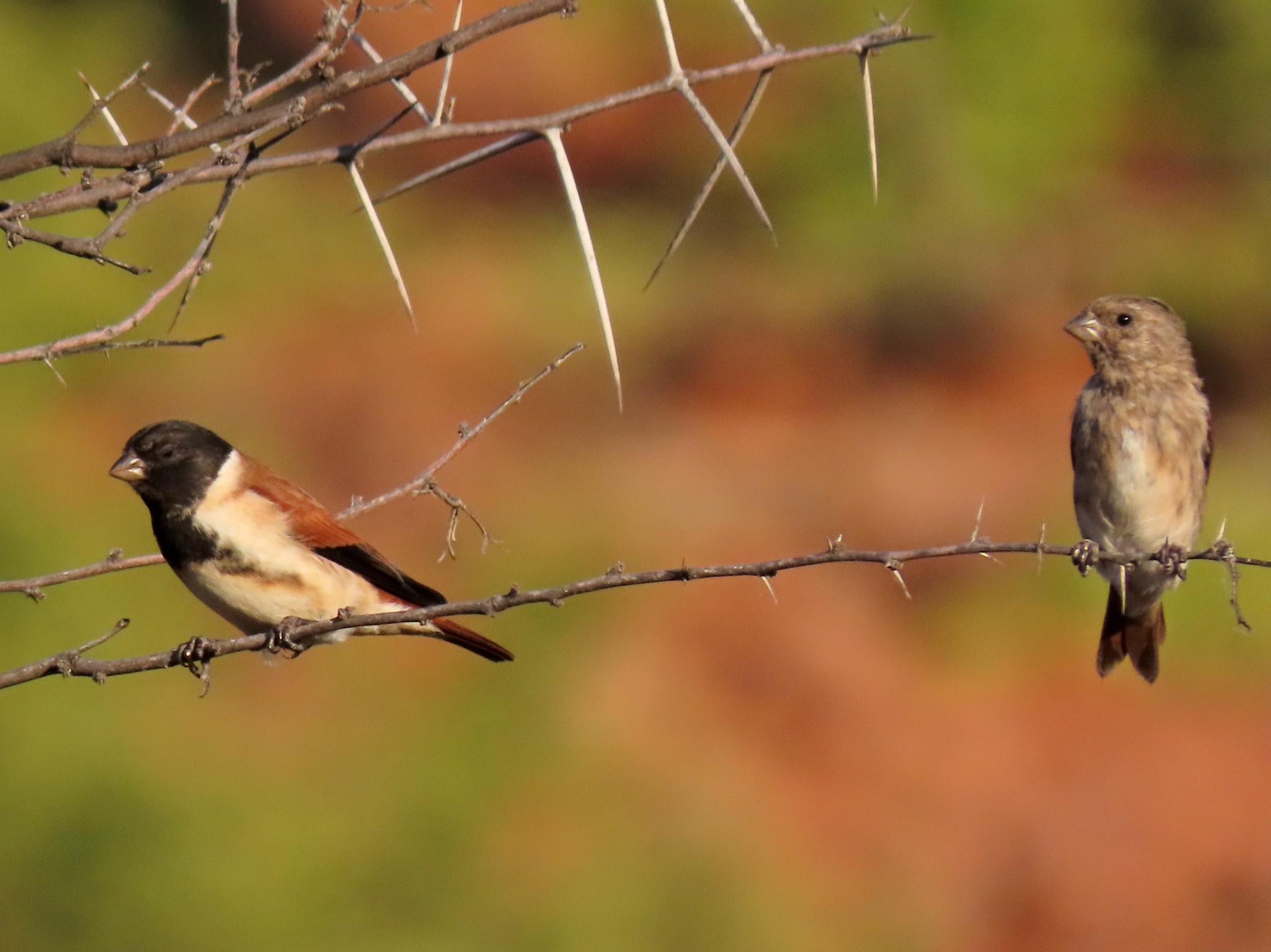 Black-headed Canary