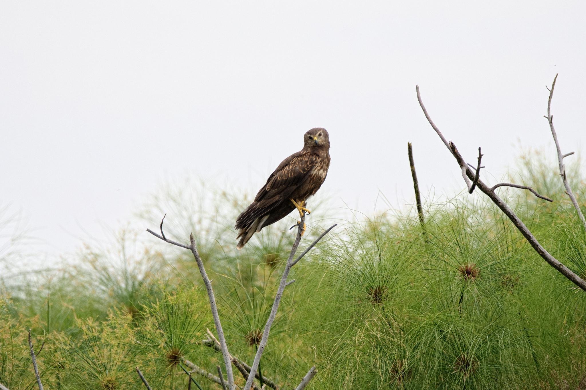Aguilucho lagunero etiópico