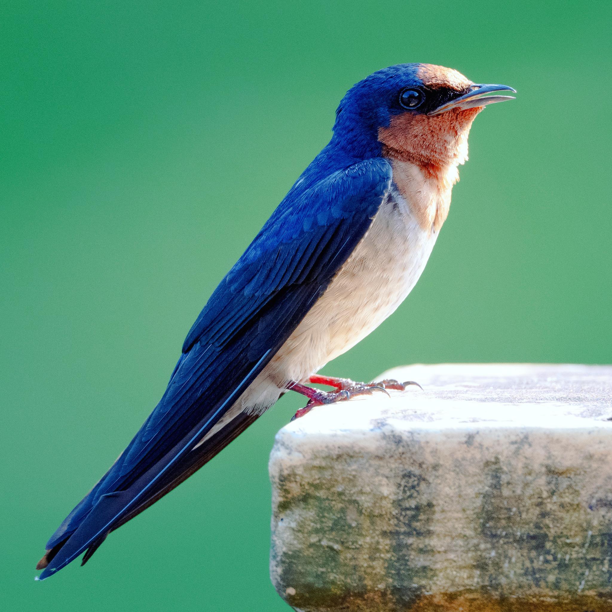 Golondrina del Pacífico