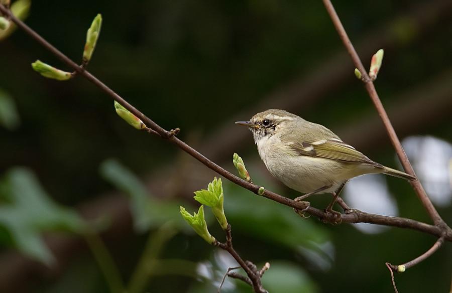 mosquitero de Hume