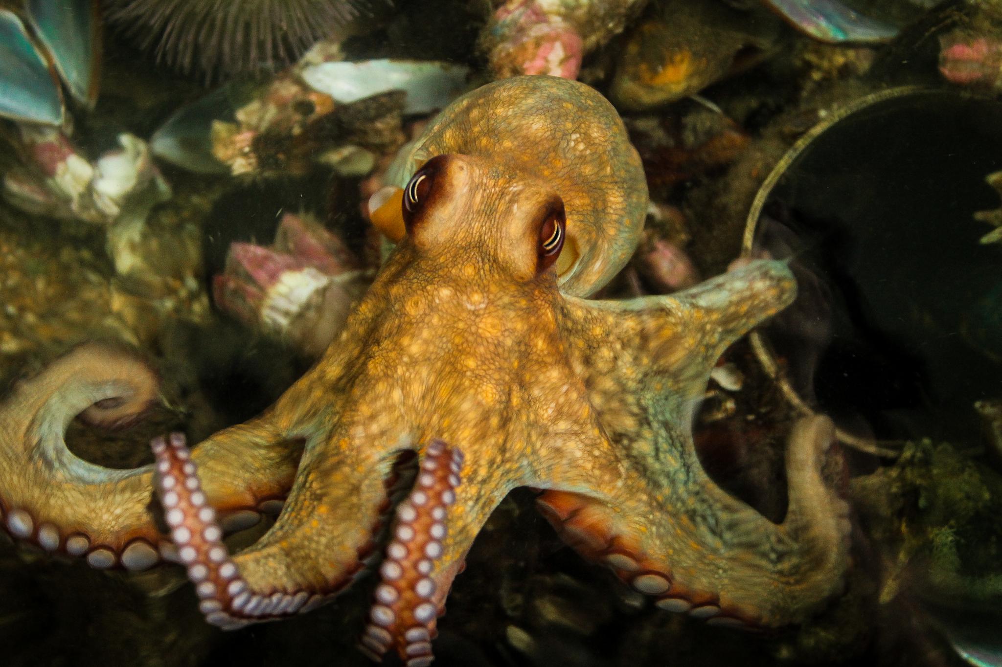 American Octopus