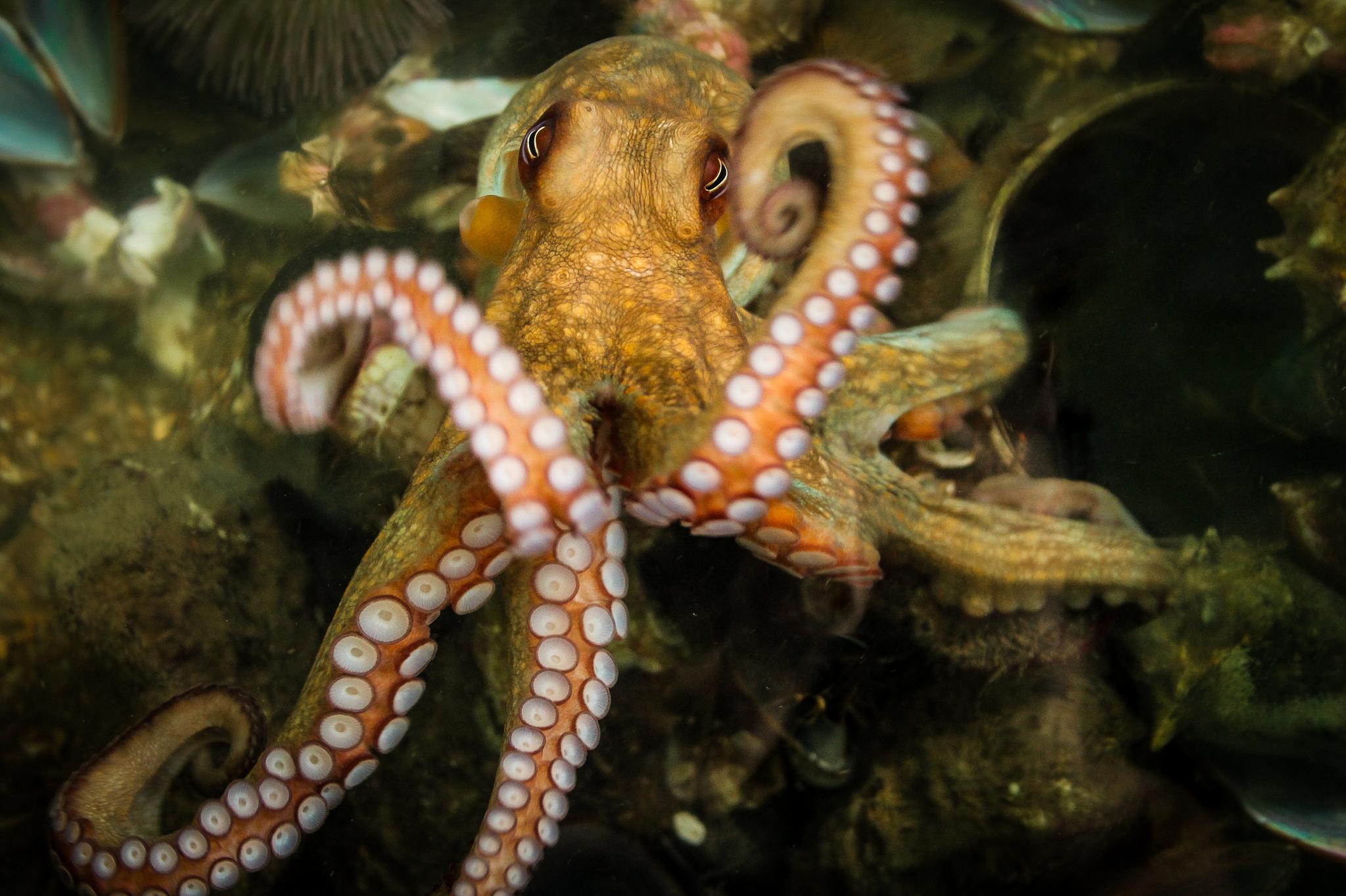 American Octopus