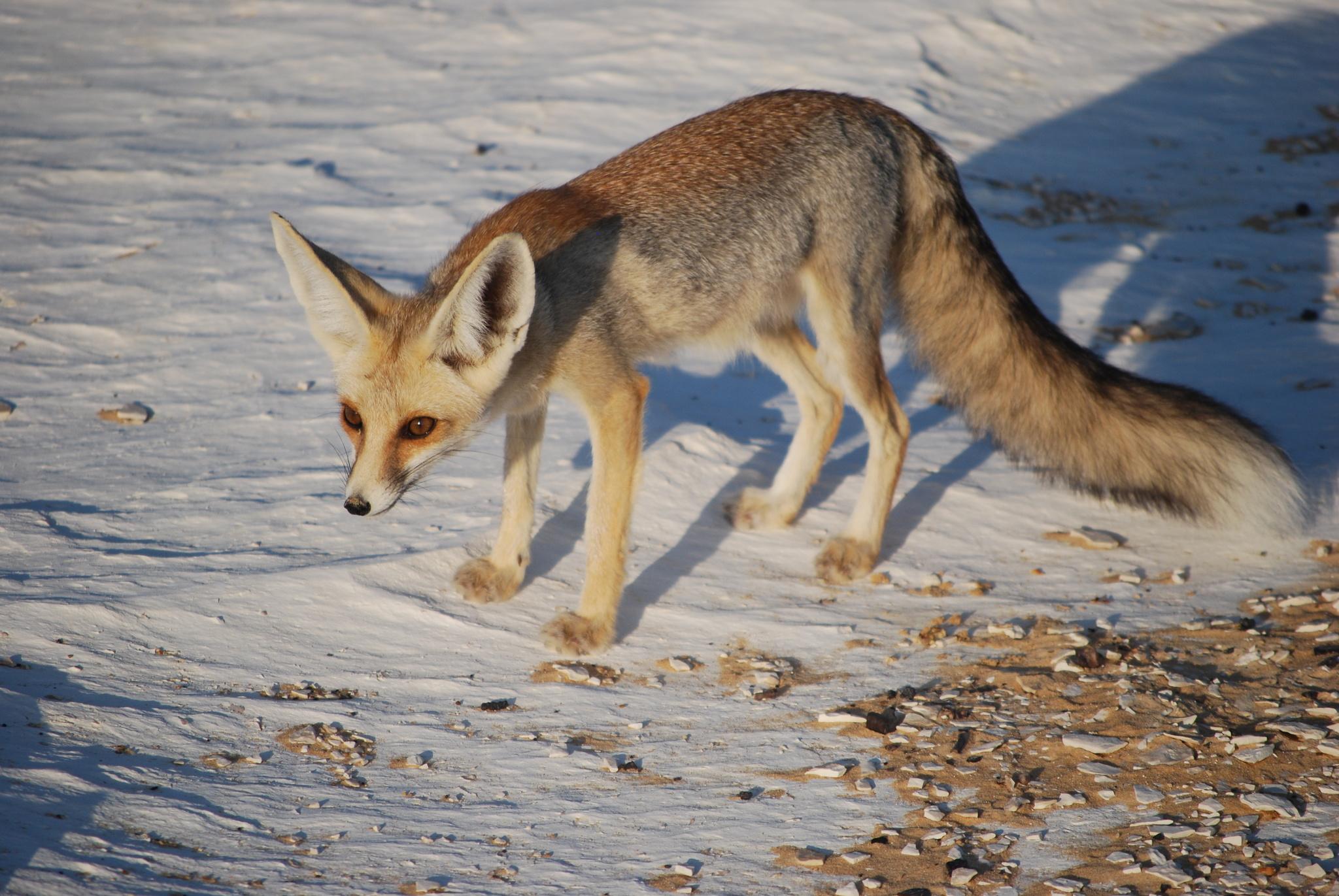Rüppell's Fox