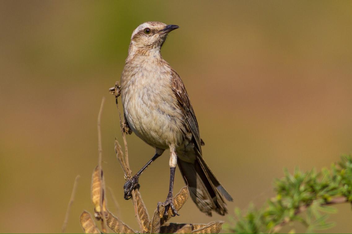 Chilean Mockingbird