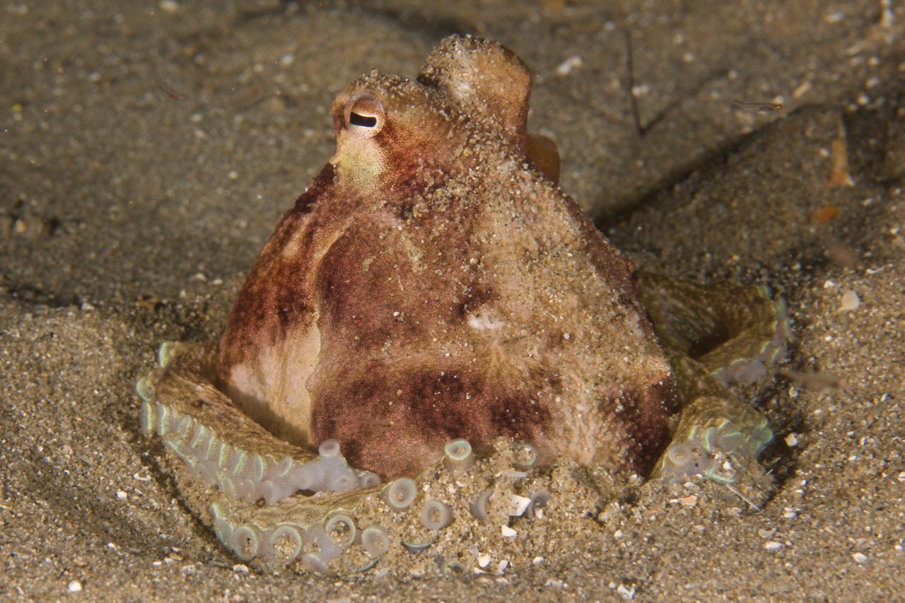 Southern Keeled Octopus
