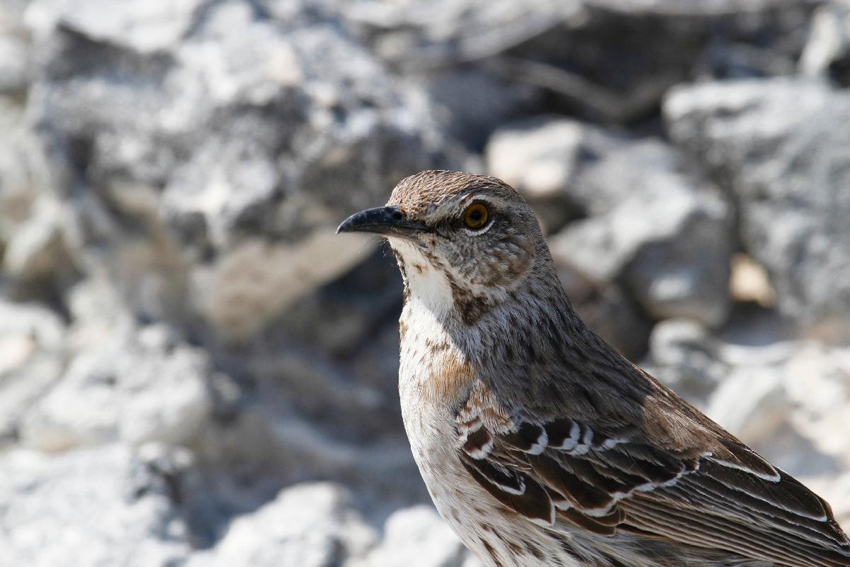 Bahama Mockingbird