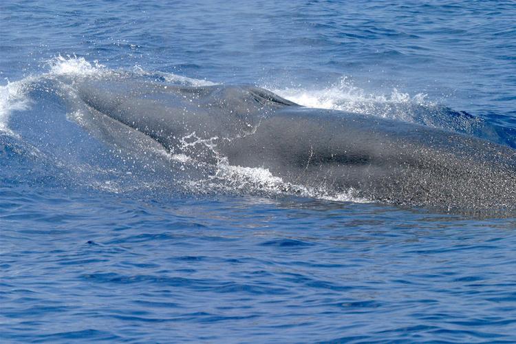 Rorcual del Golfo de México